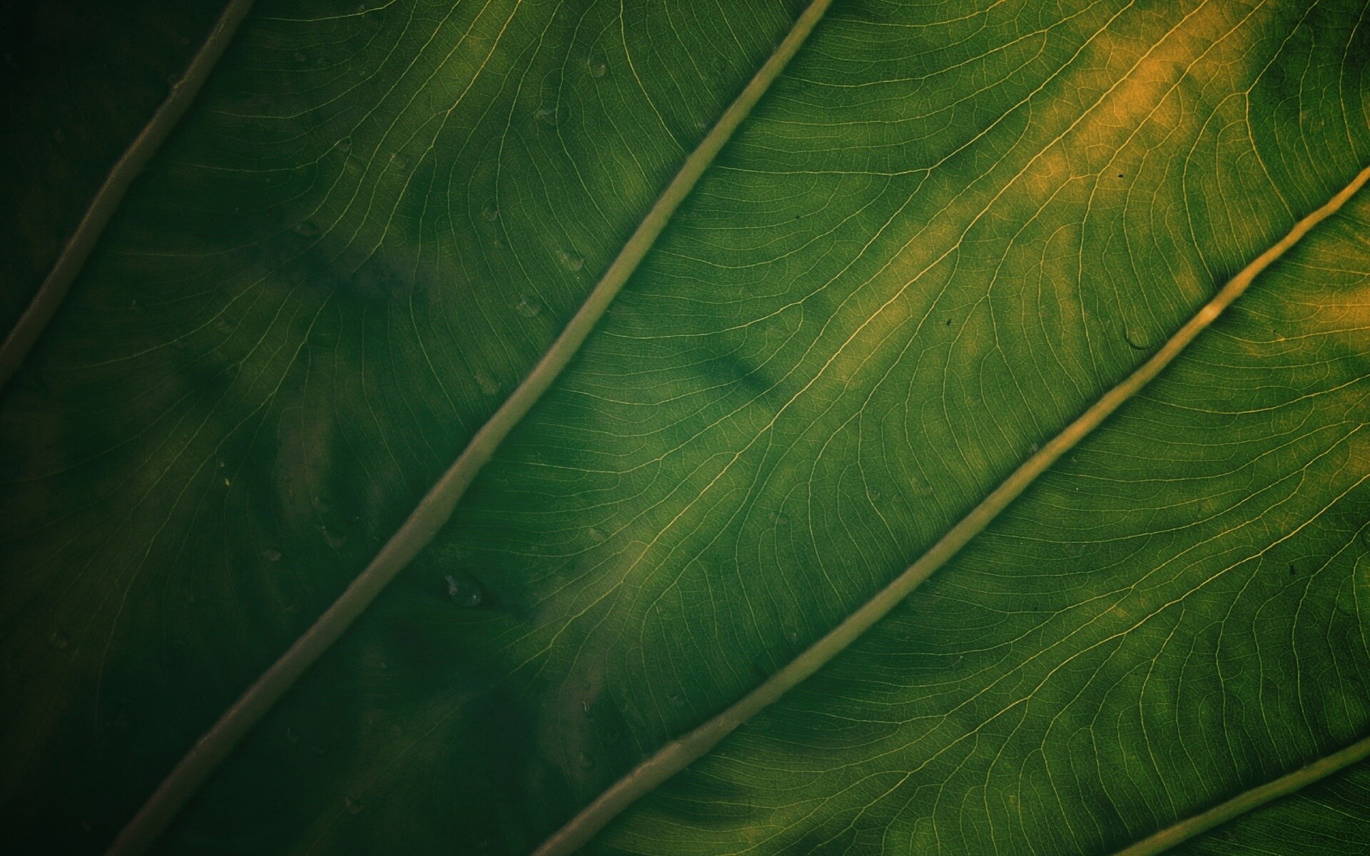 Прожилки на листе обои