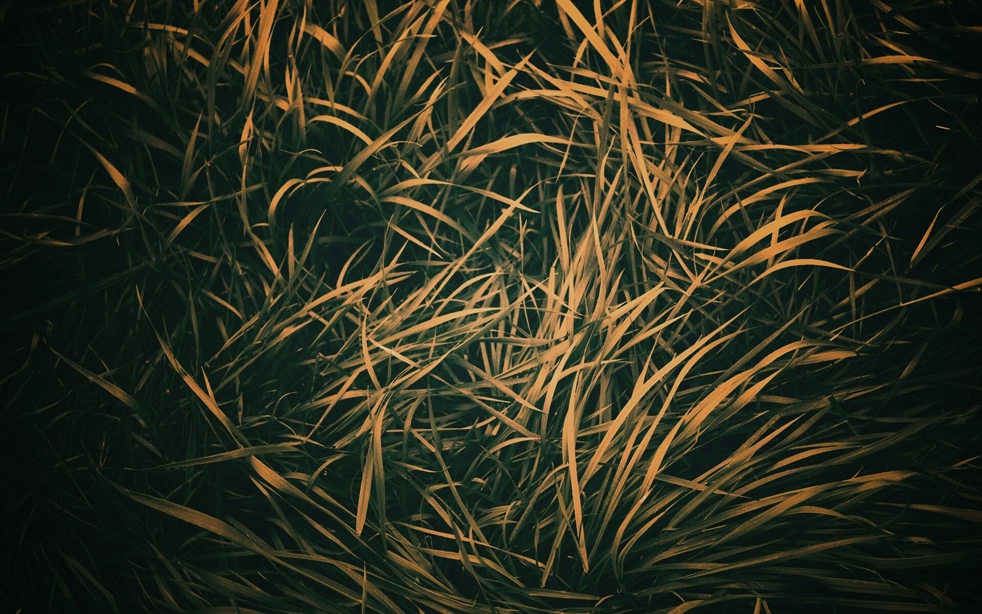 Блеклая трава обои