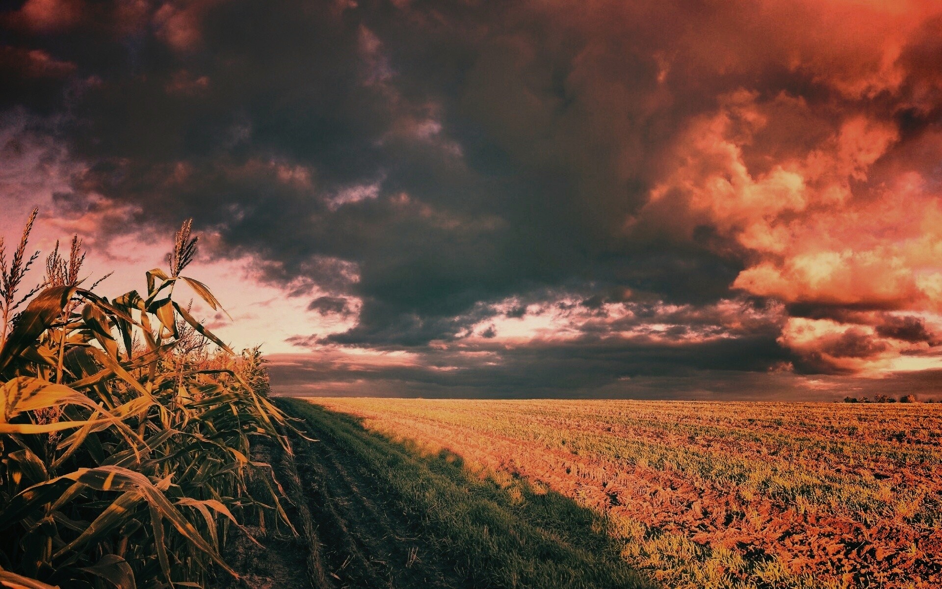 Кукурузное поле обои