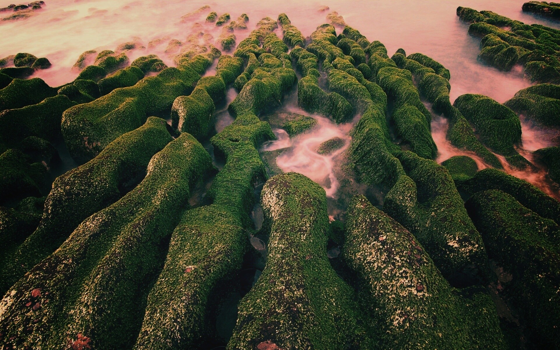 Заросший берег обои