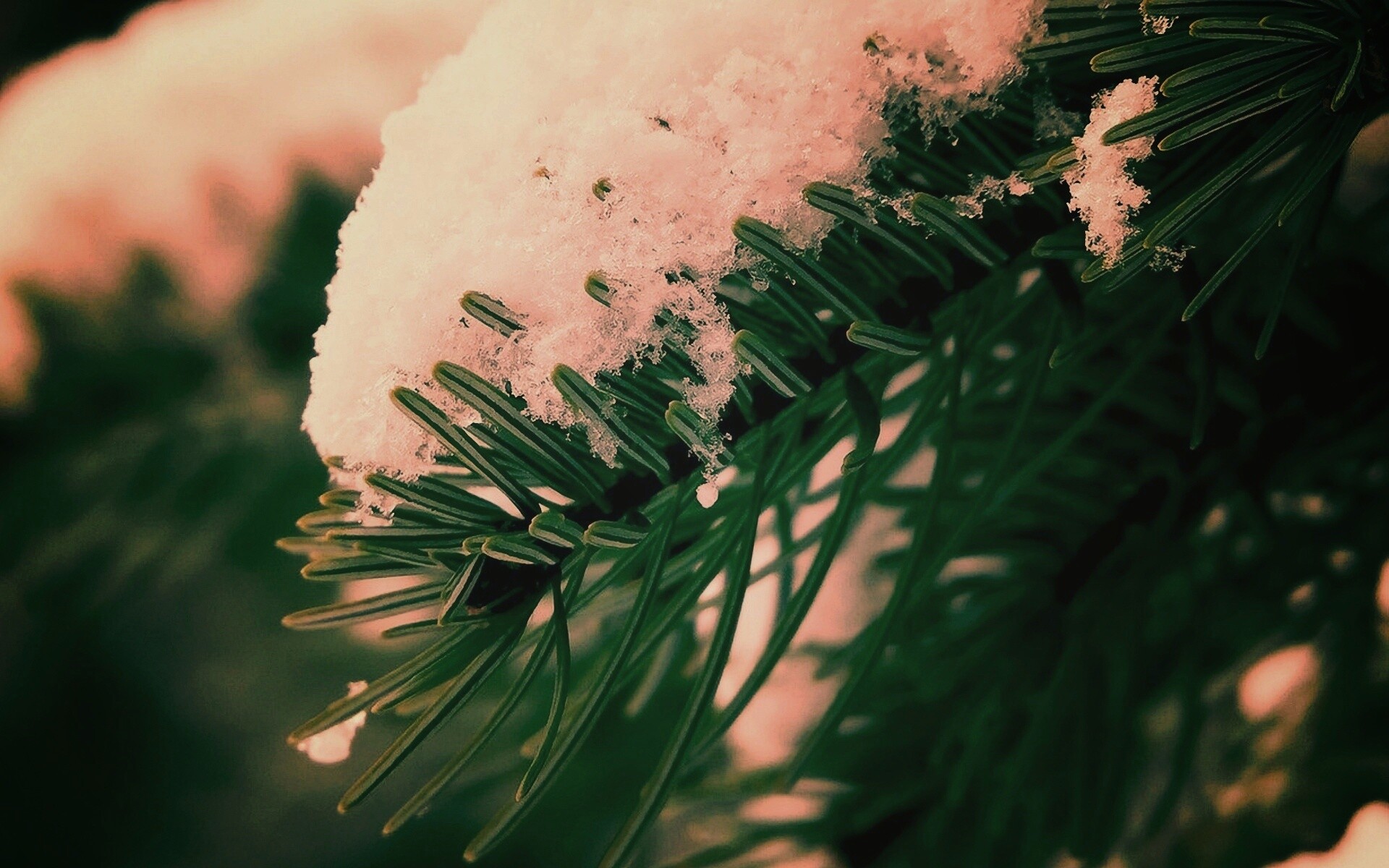 Хвойная ветка вся в снегу обои