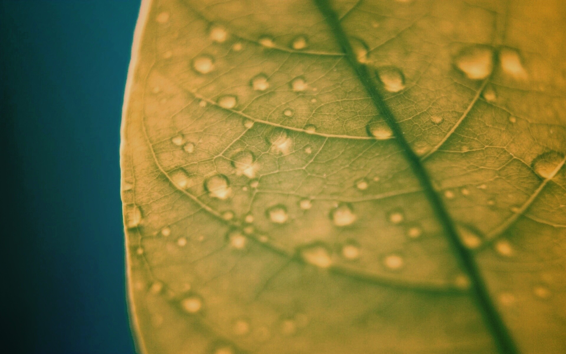 Зеленый листик в макро обои