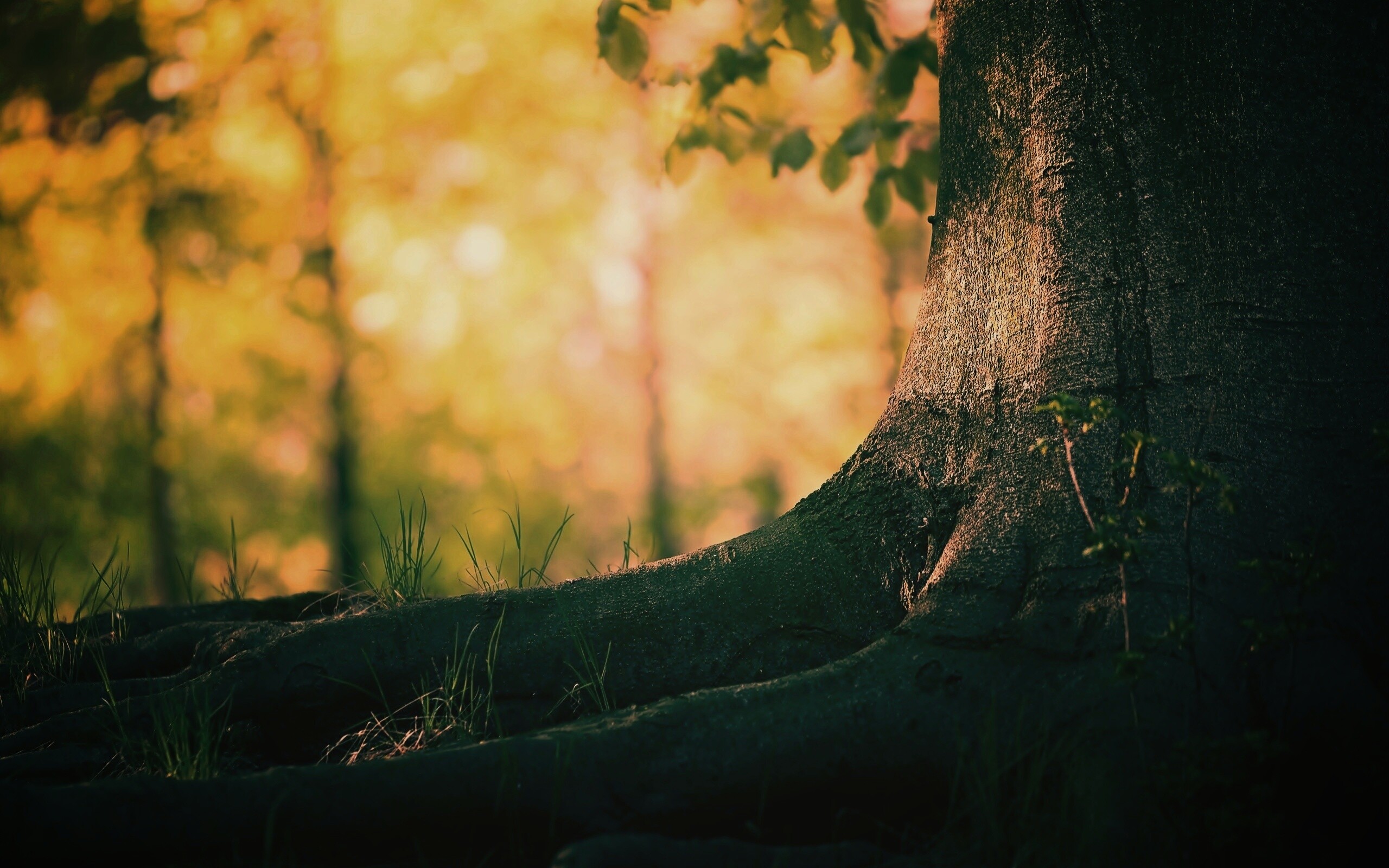 Корни дерева обои