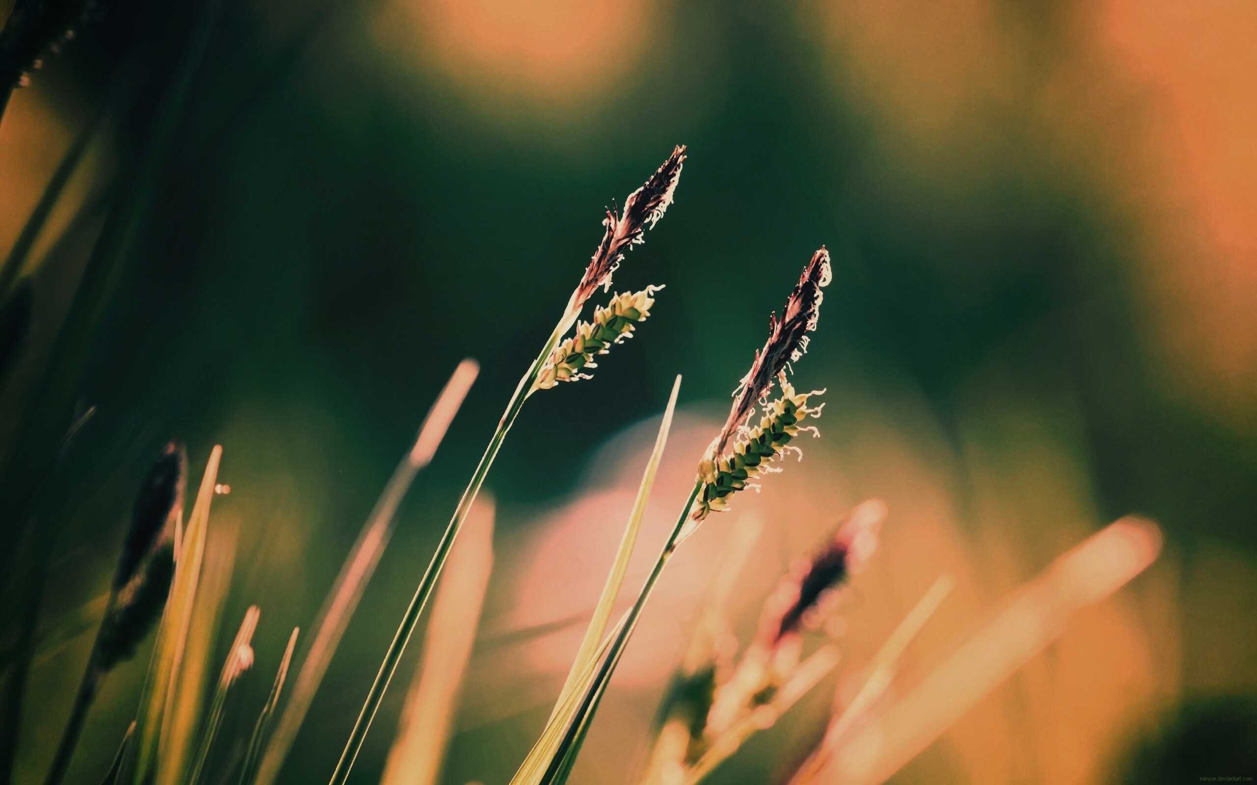 Макро фото луговой травы обои