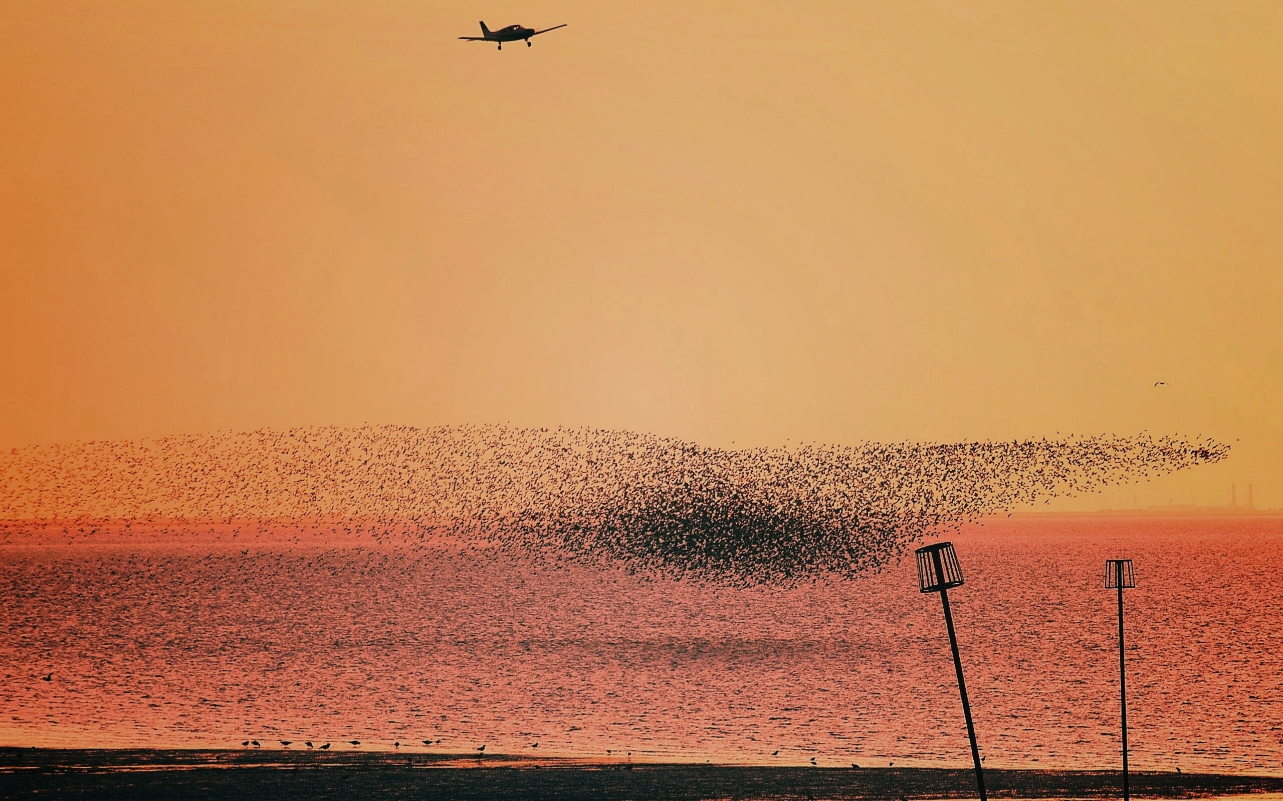 Взлетающая стая птиц обои