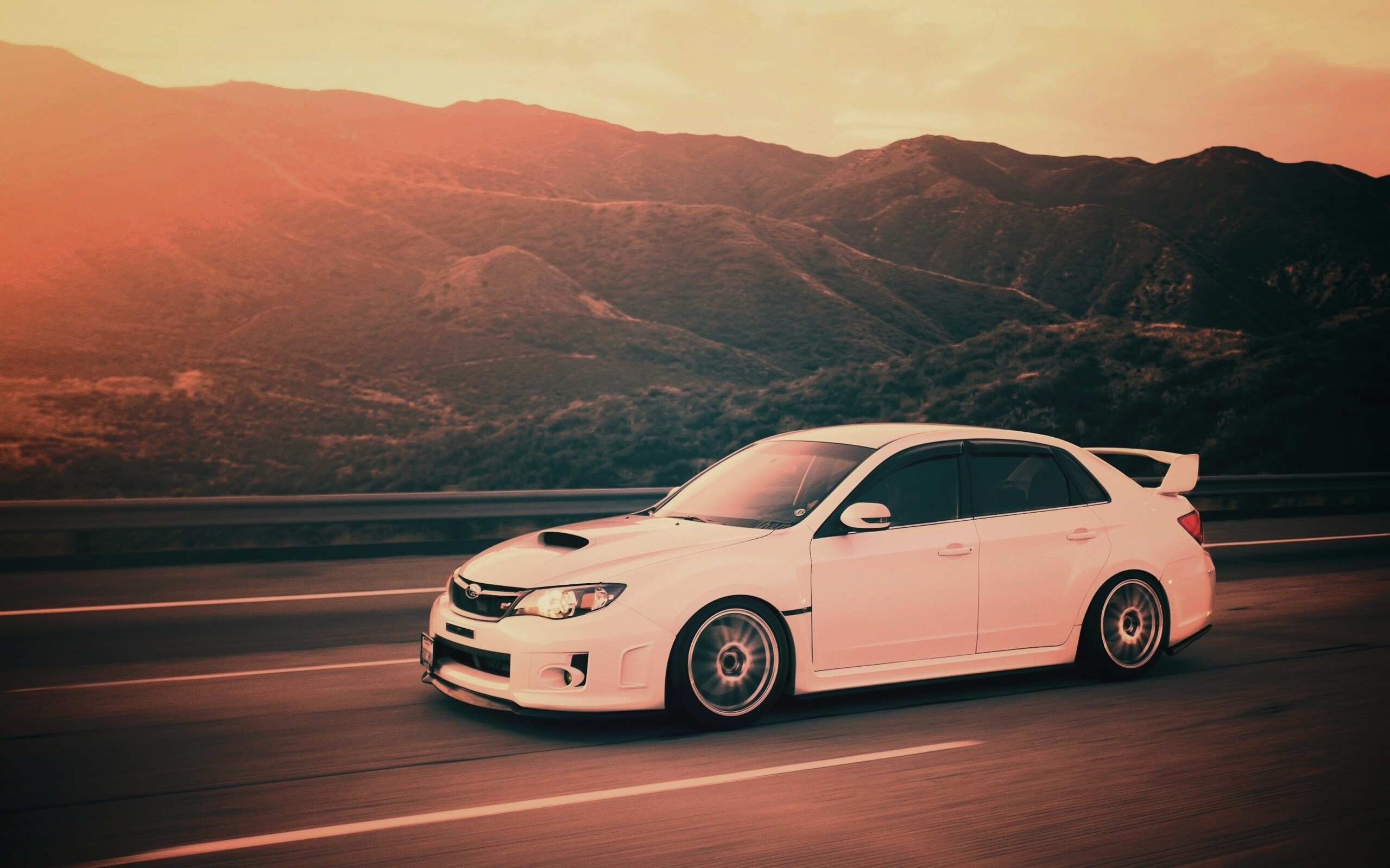 Белый субарь на тарссе обои