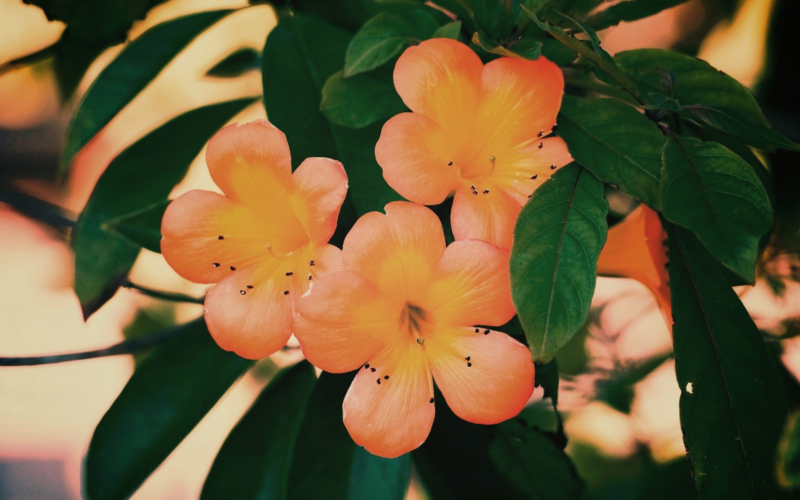 Оранжевые цветочки обои