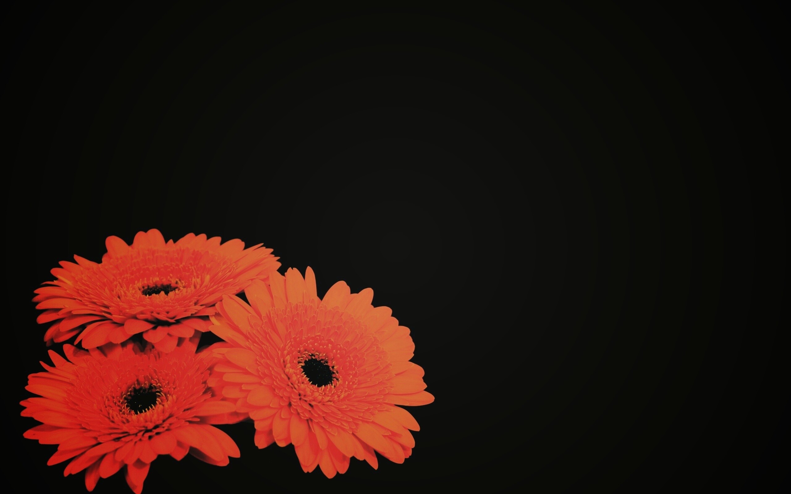 Красные герберы обои