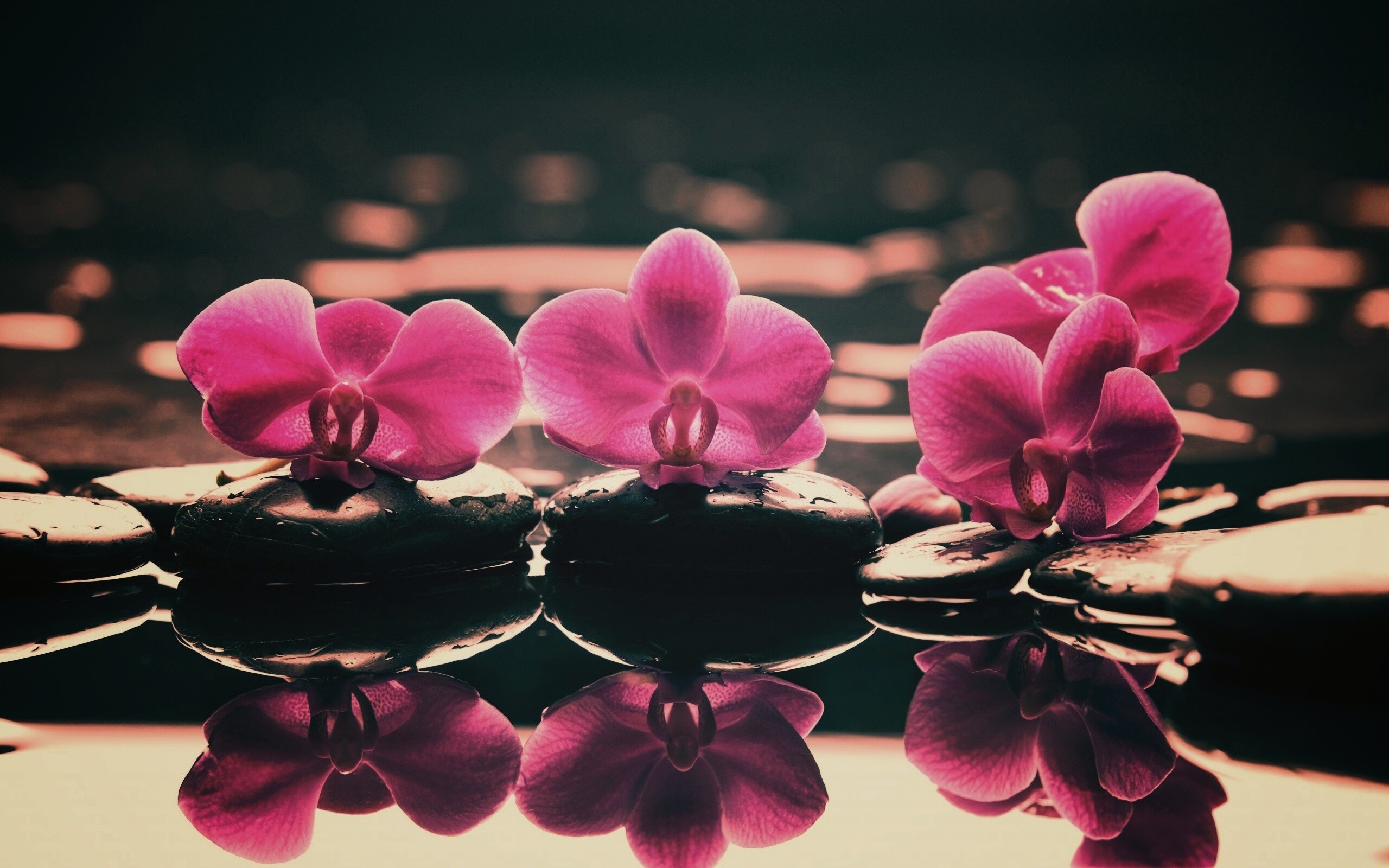 Орхидеи на камнях обои