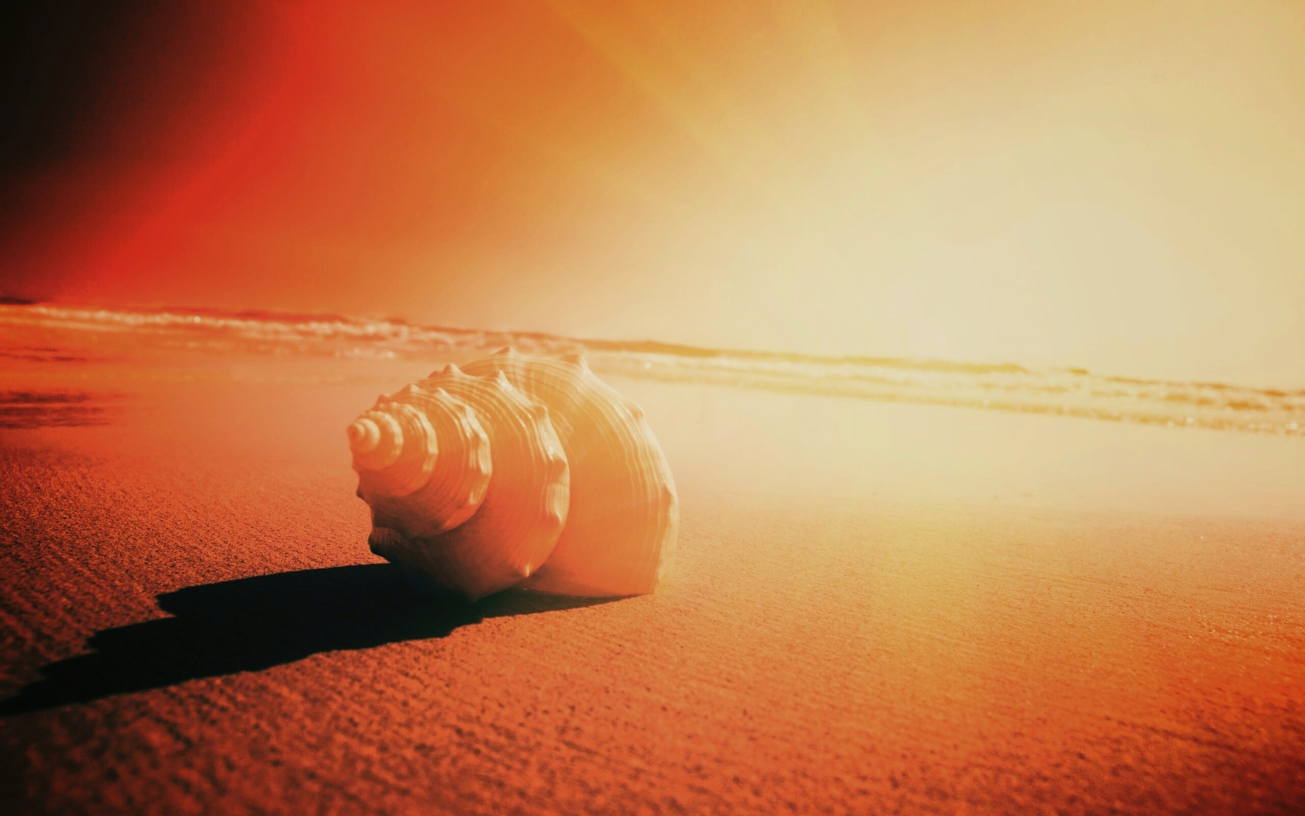 Золотистая ракушка обои