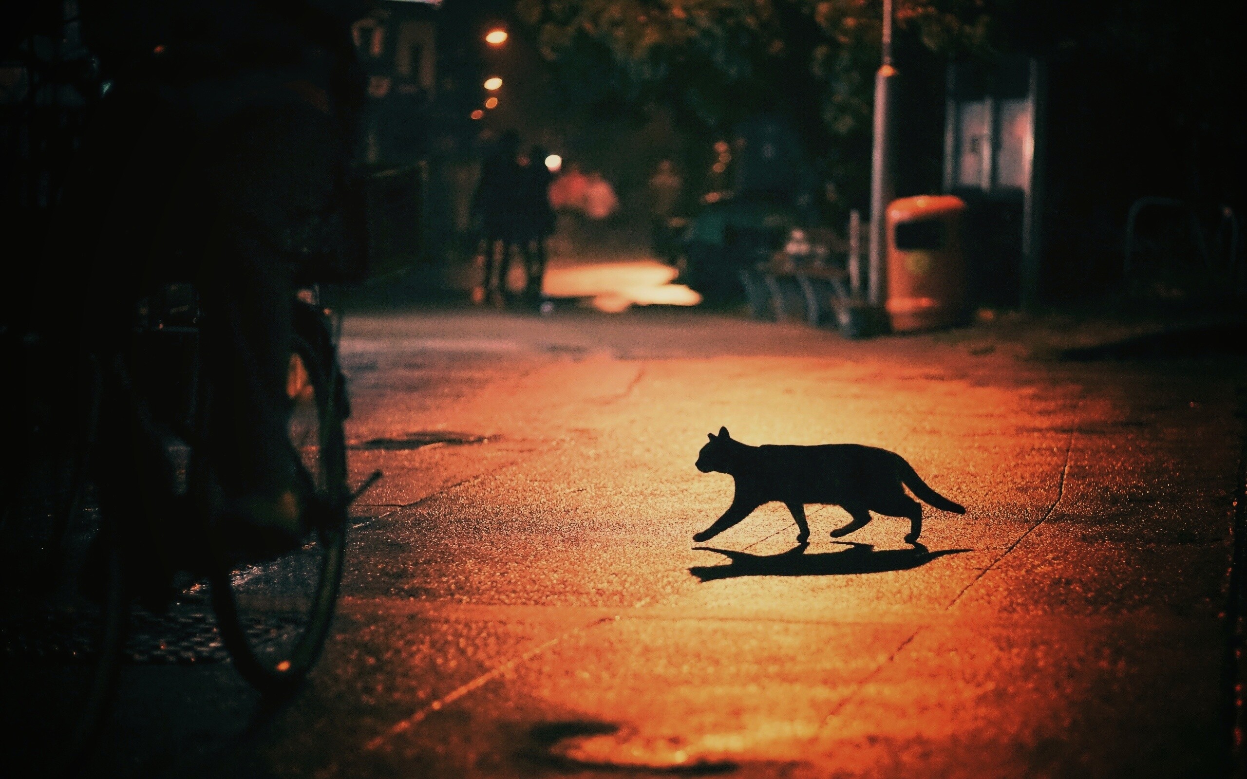 Кошка на ночной улице обои