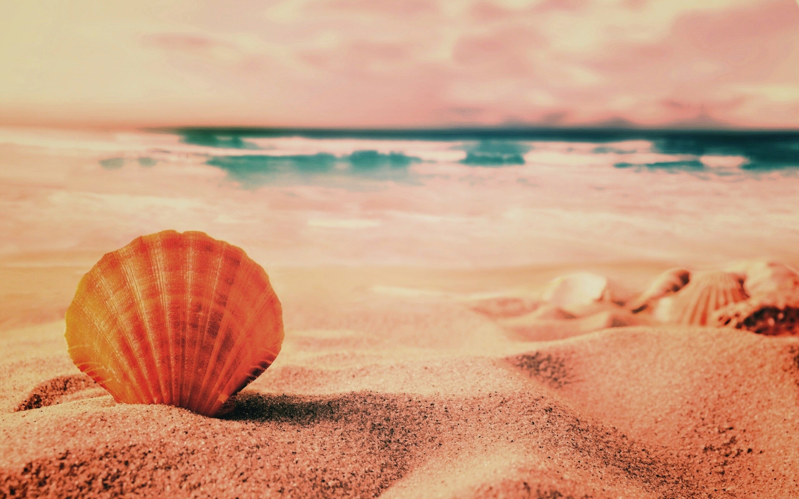 Раковина на летнем бережке обои