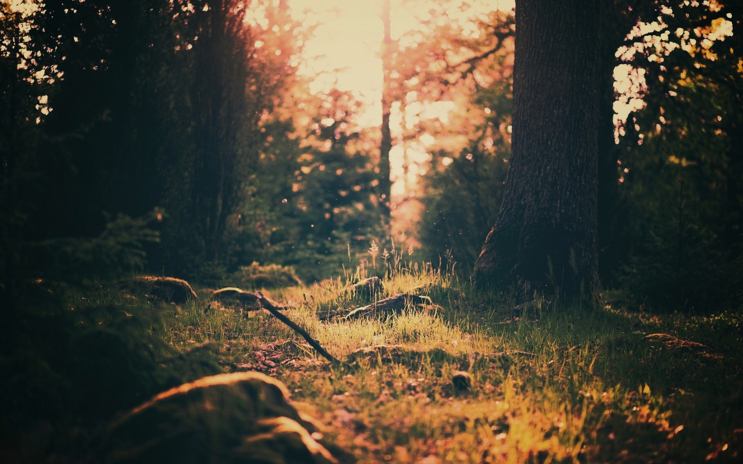 Лето в лесу обои