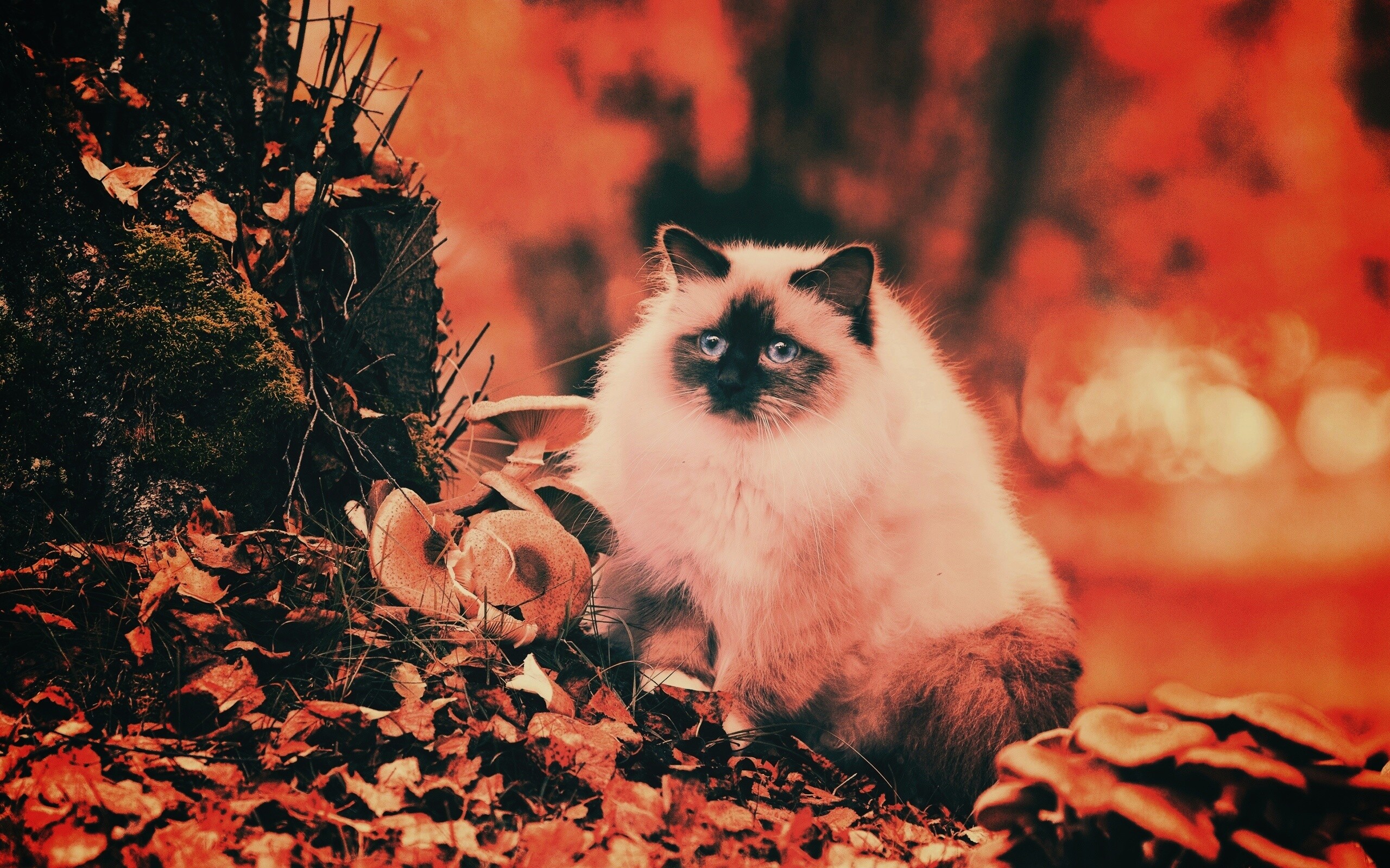 Пушистый кот среди пожелтевшей листвы обои