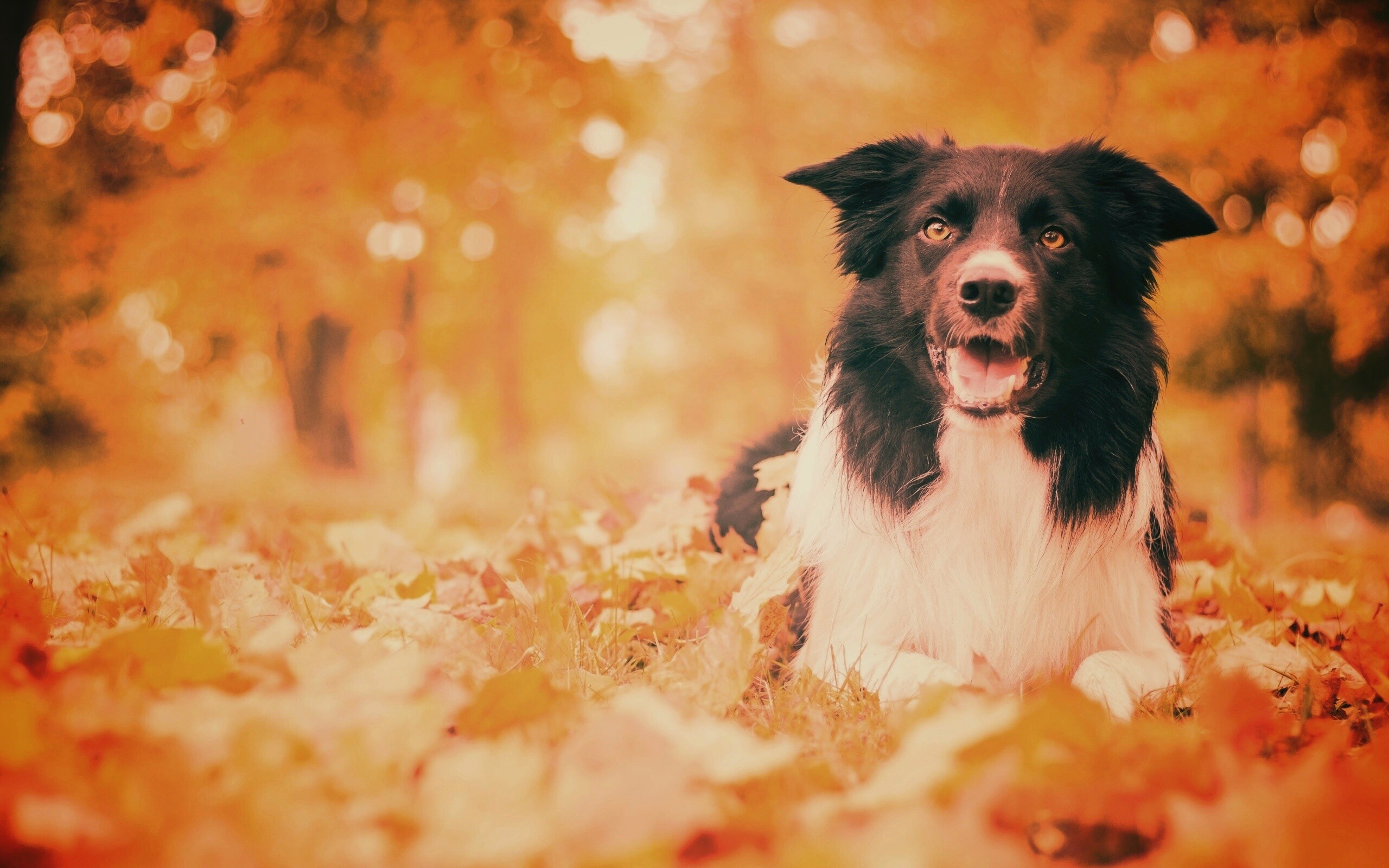 Пес среди листвы обои