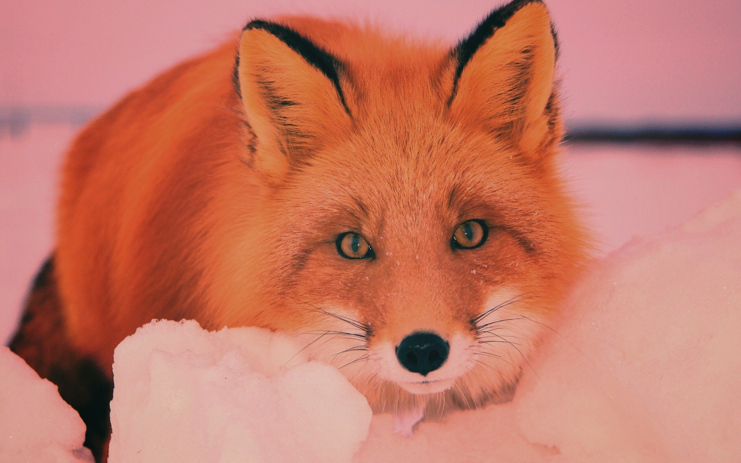 Рыжая лиса в снегу обои