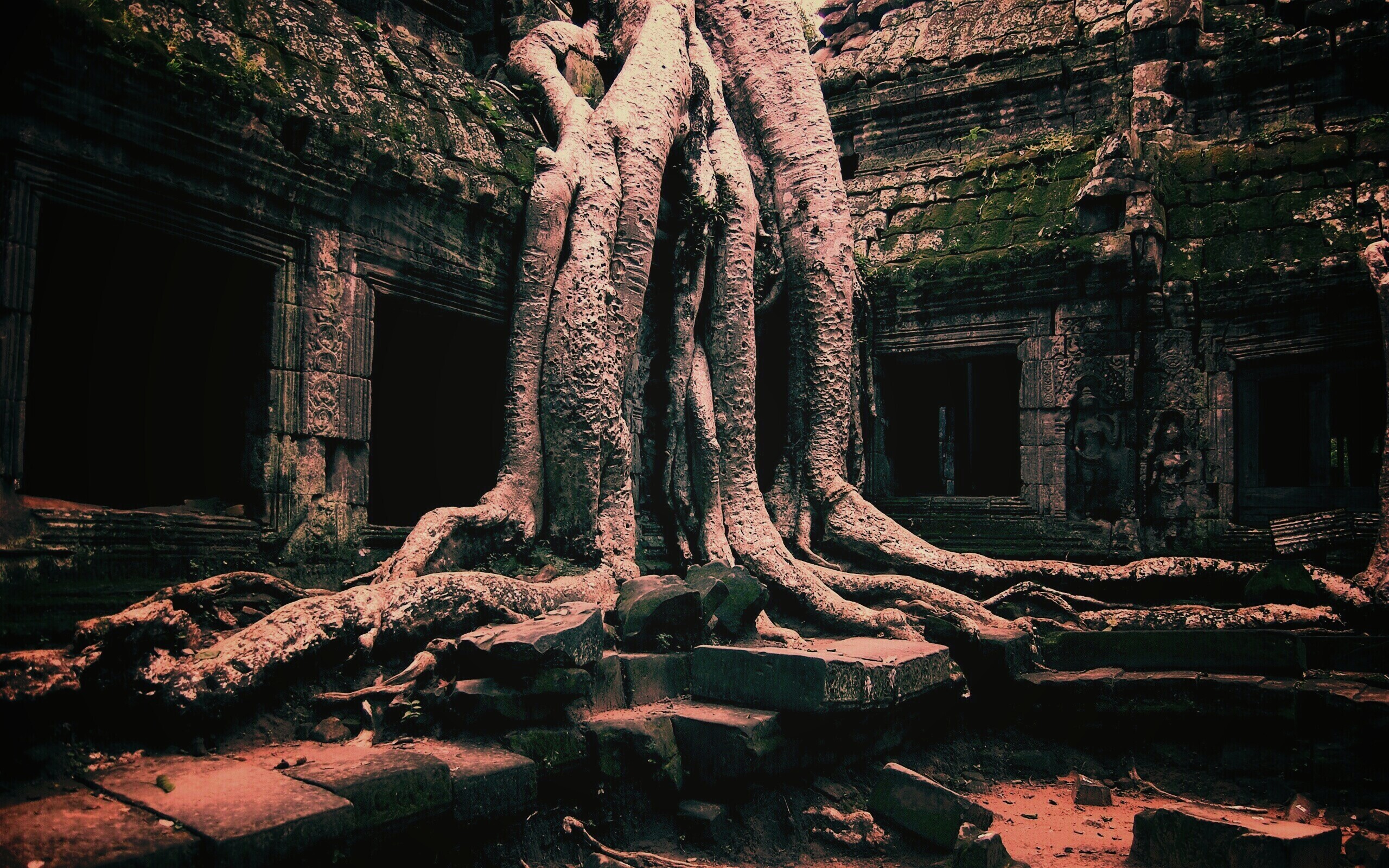 Мощные корни обои