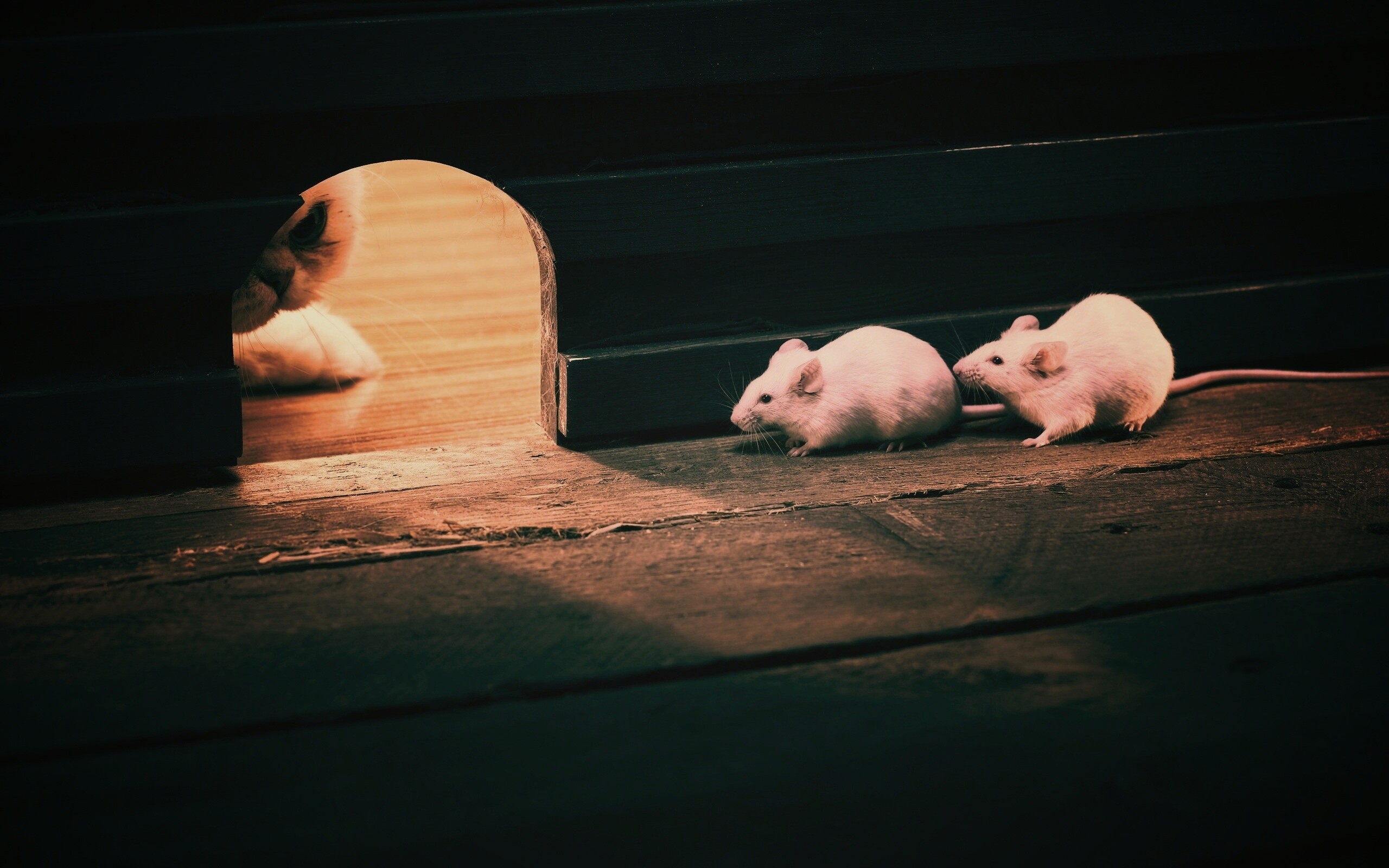 Кошки - мышки обои