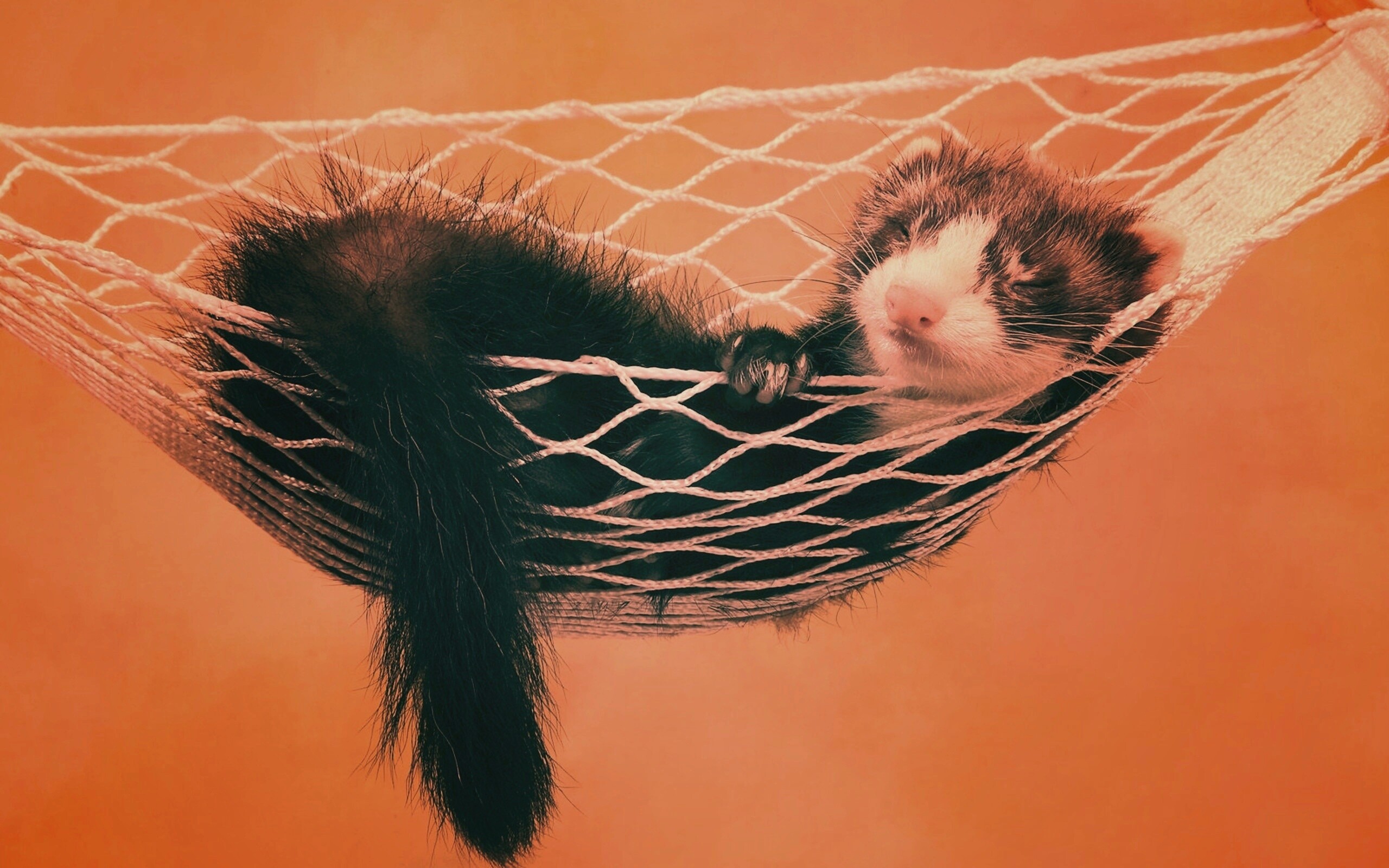 Хорек в гамаке обои