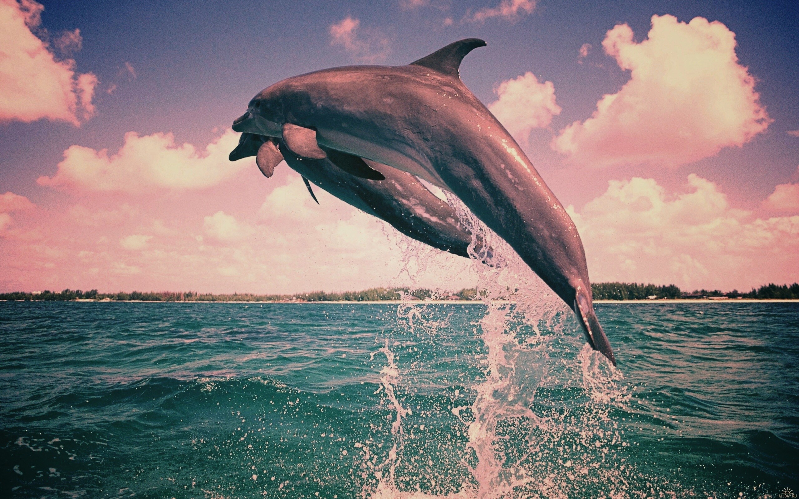 Дельфины обои