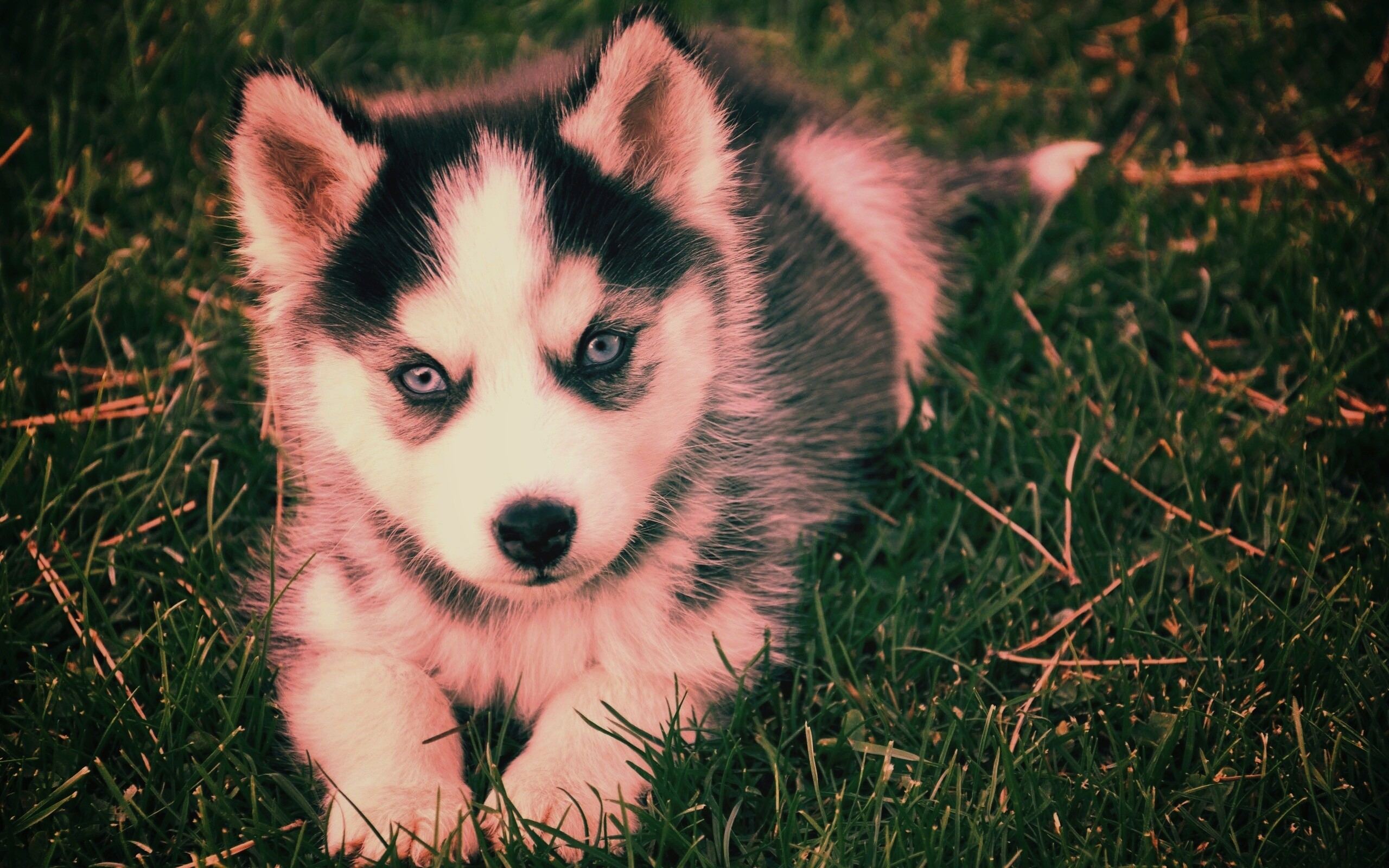Голубоглазый щенок хаски обои