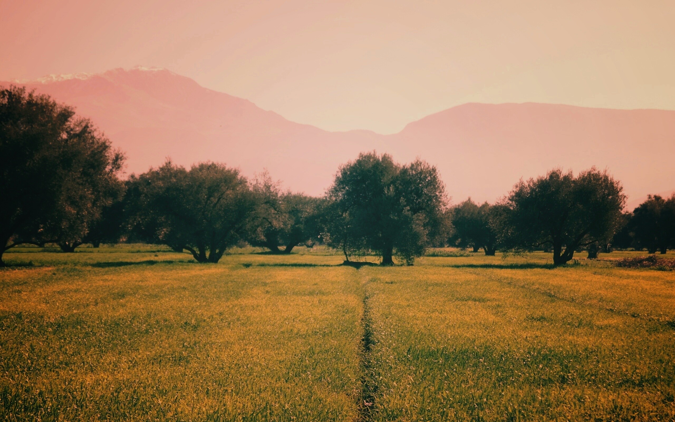 Зеленое поле обои