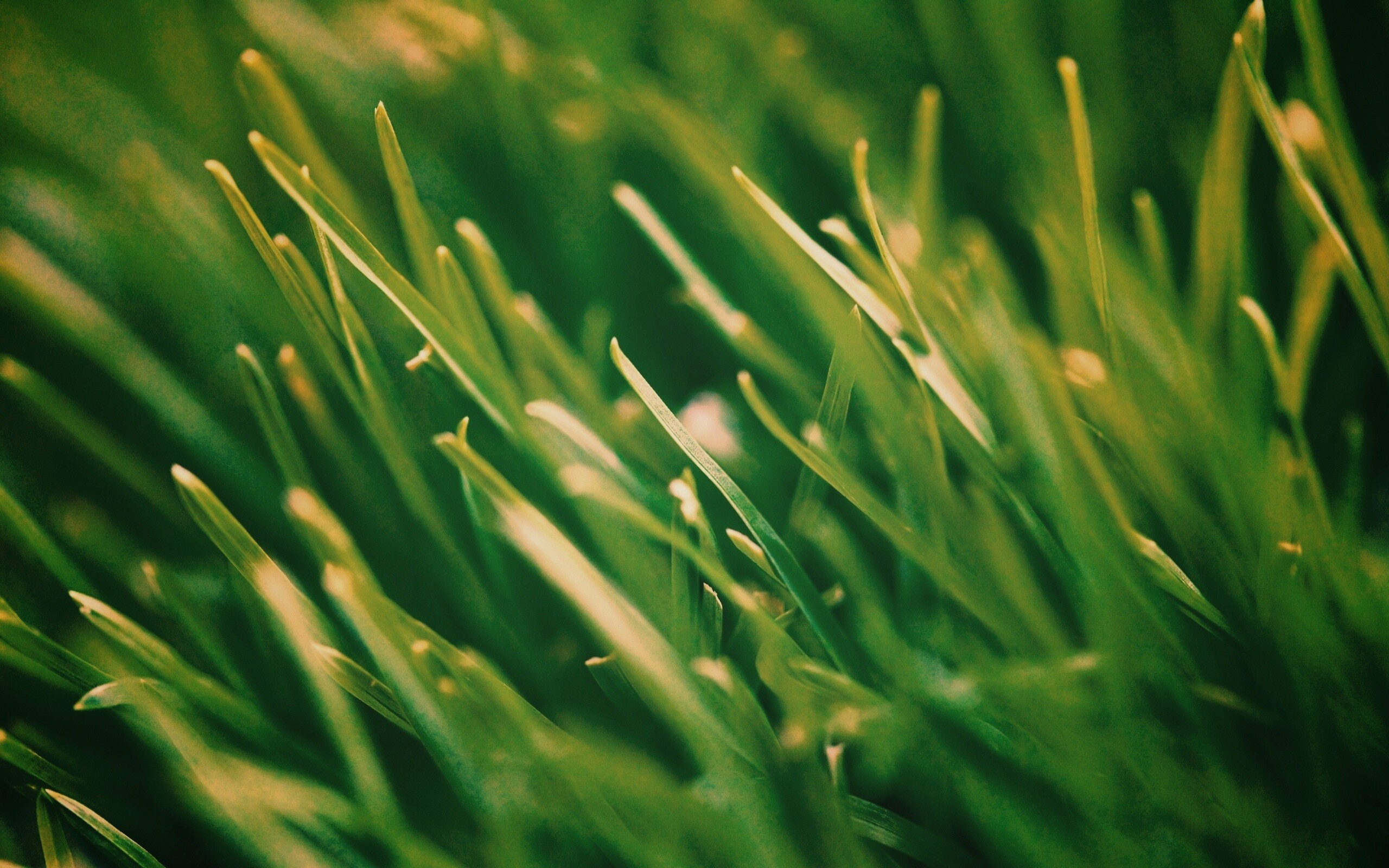 Зеленая свежая трава обои