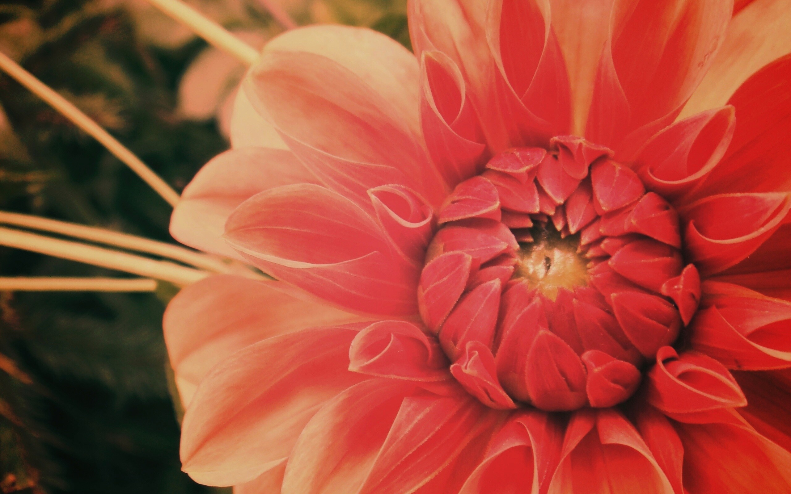 Аленький цветочек обои