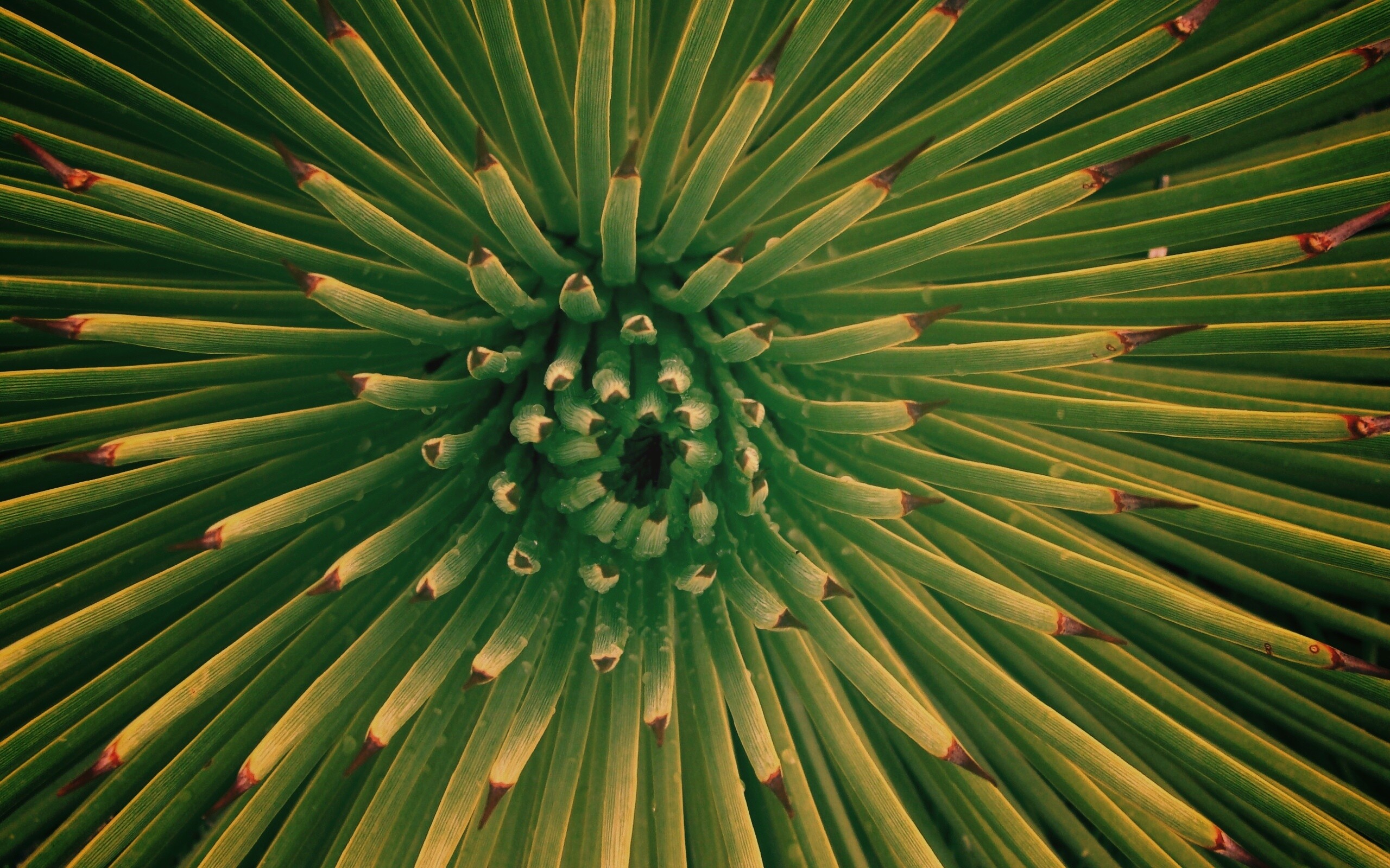 Хищный цветок обои