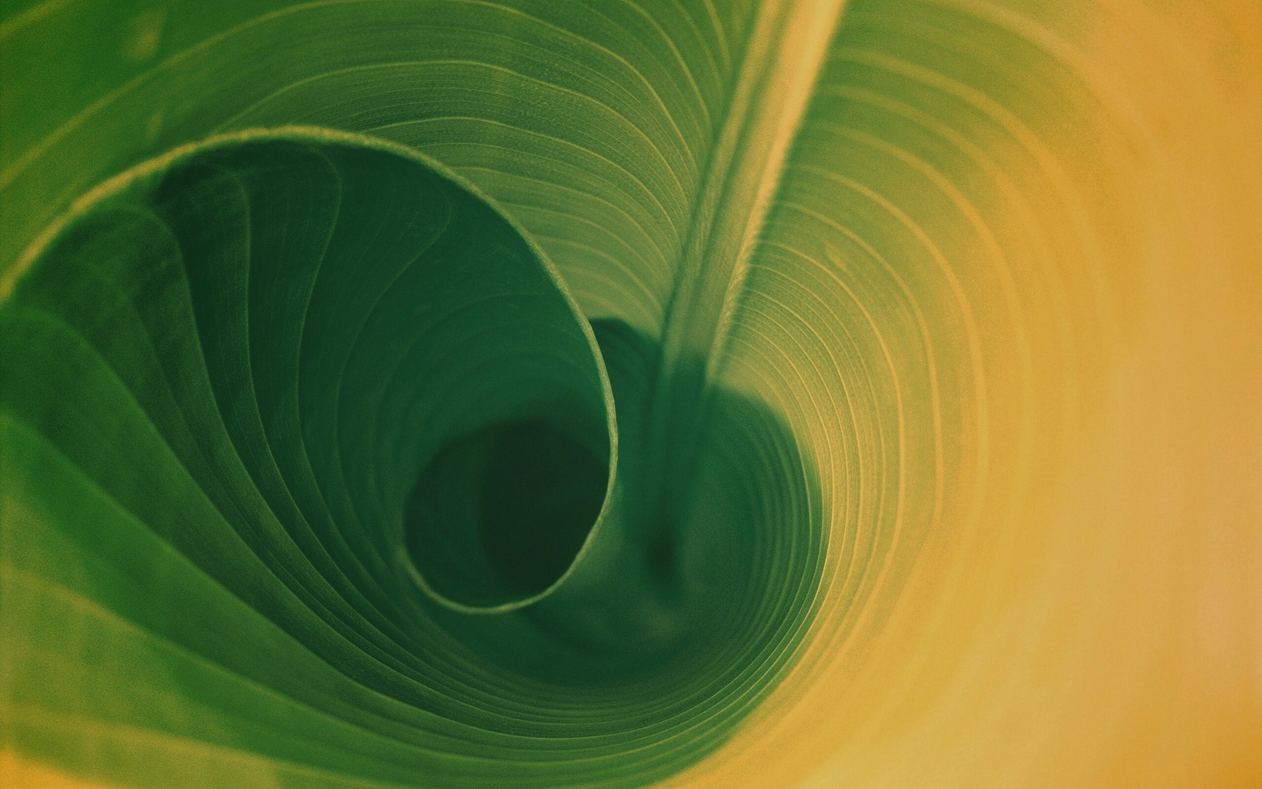 Зеленый лист трубочкой обои