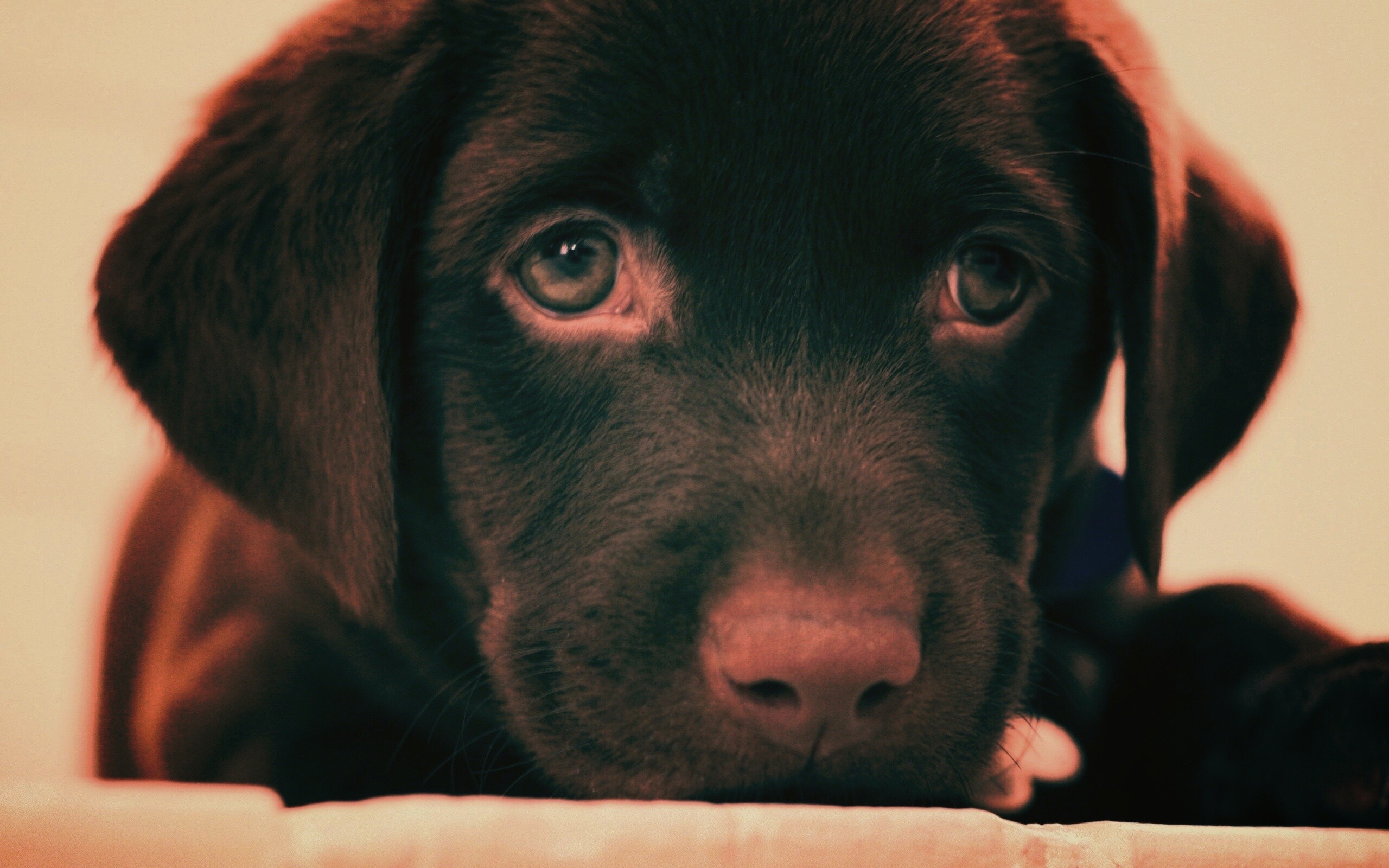 Пушистый шоколадка обои