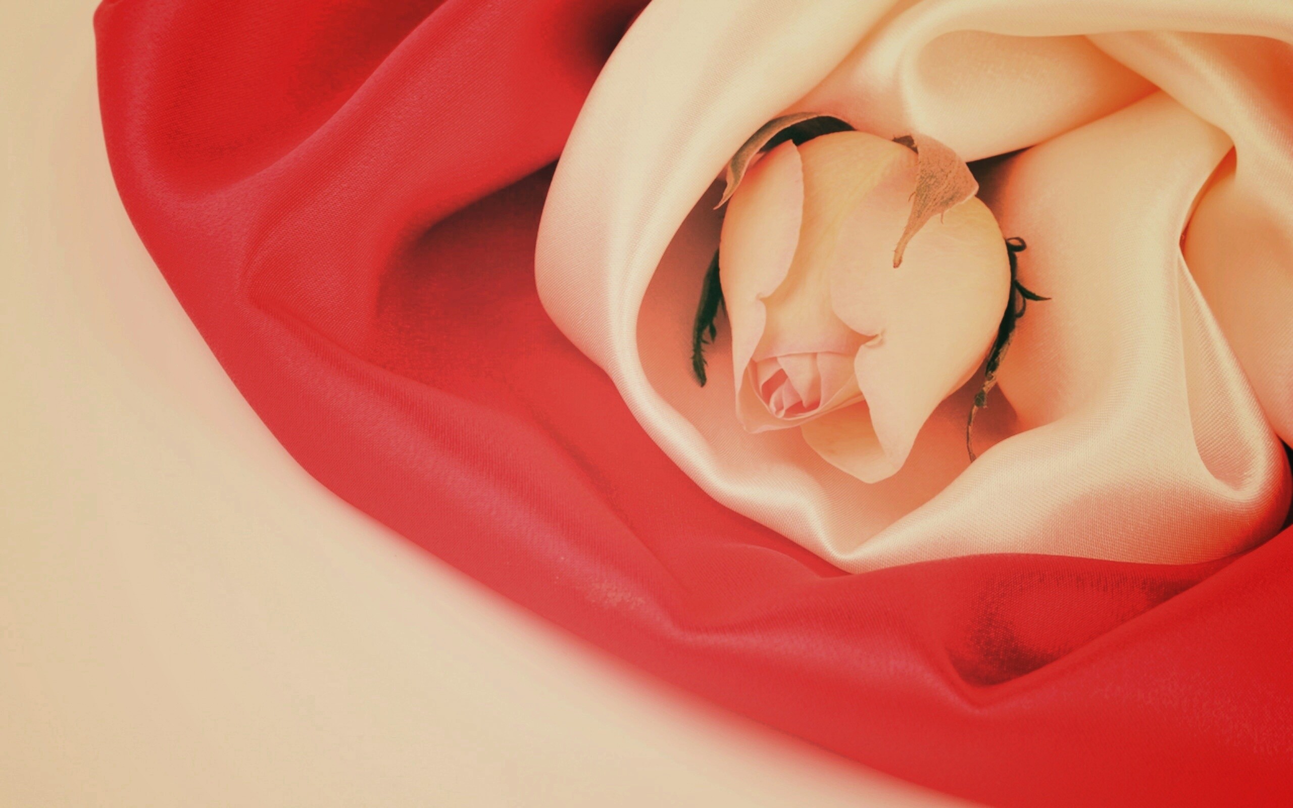 Нераспустившийся цветок розы в шелке обои