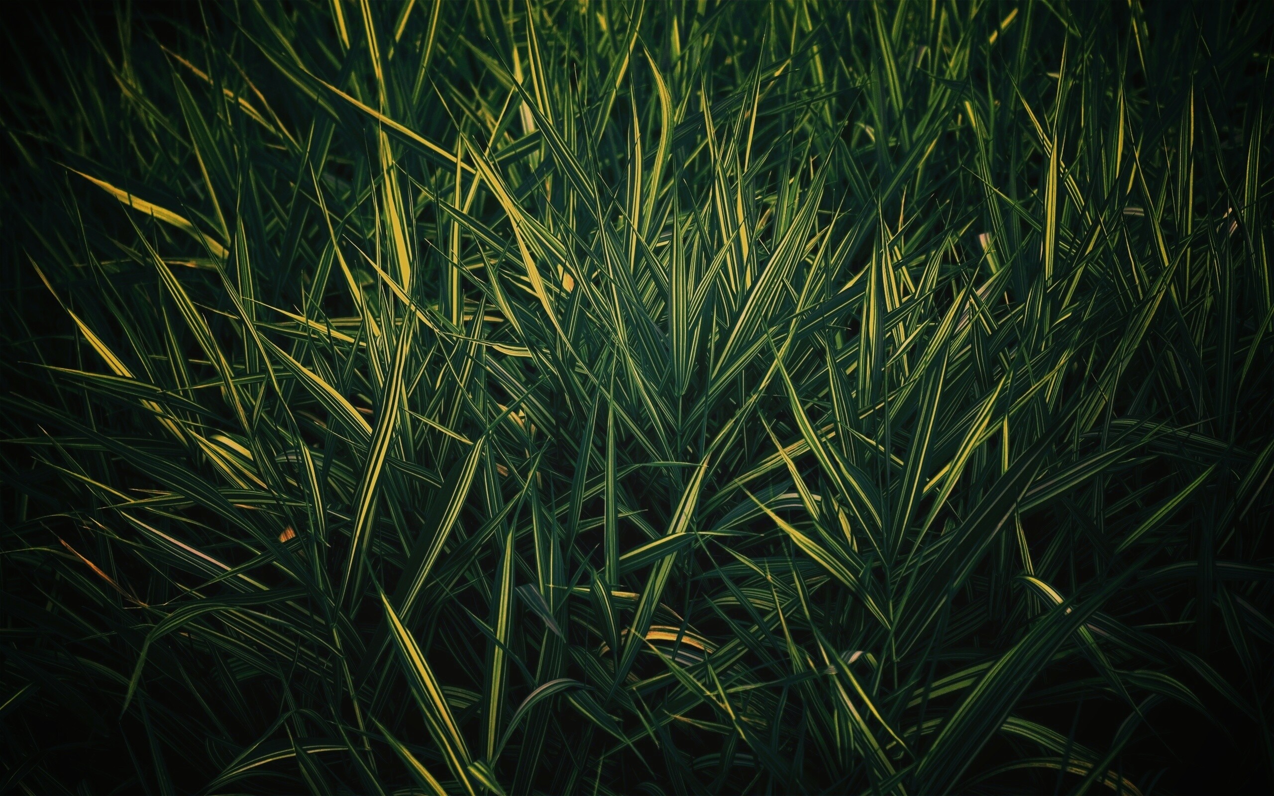 Дикая трава обои