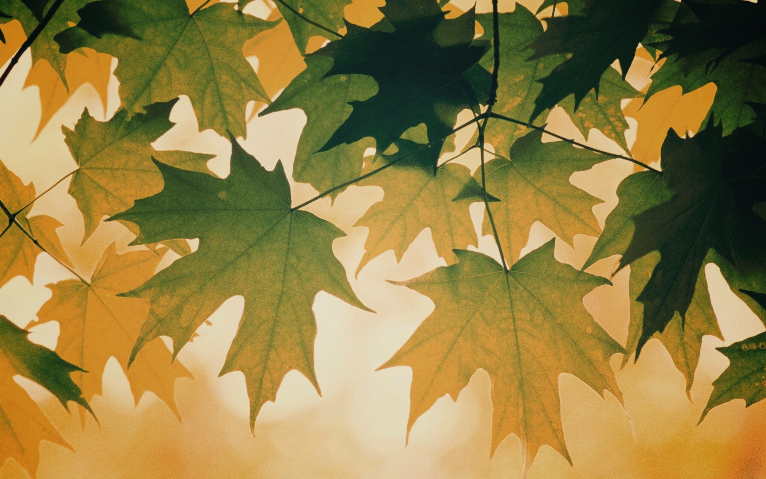 Кленовые листья обои