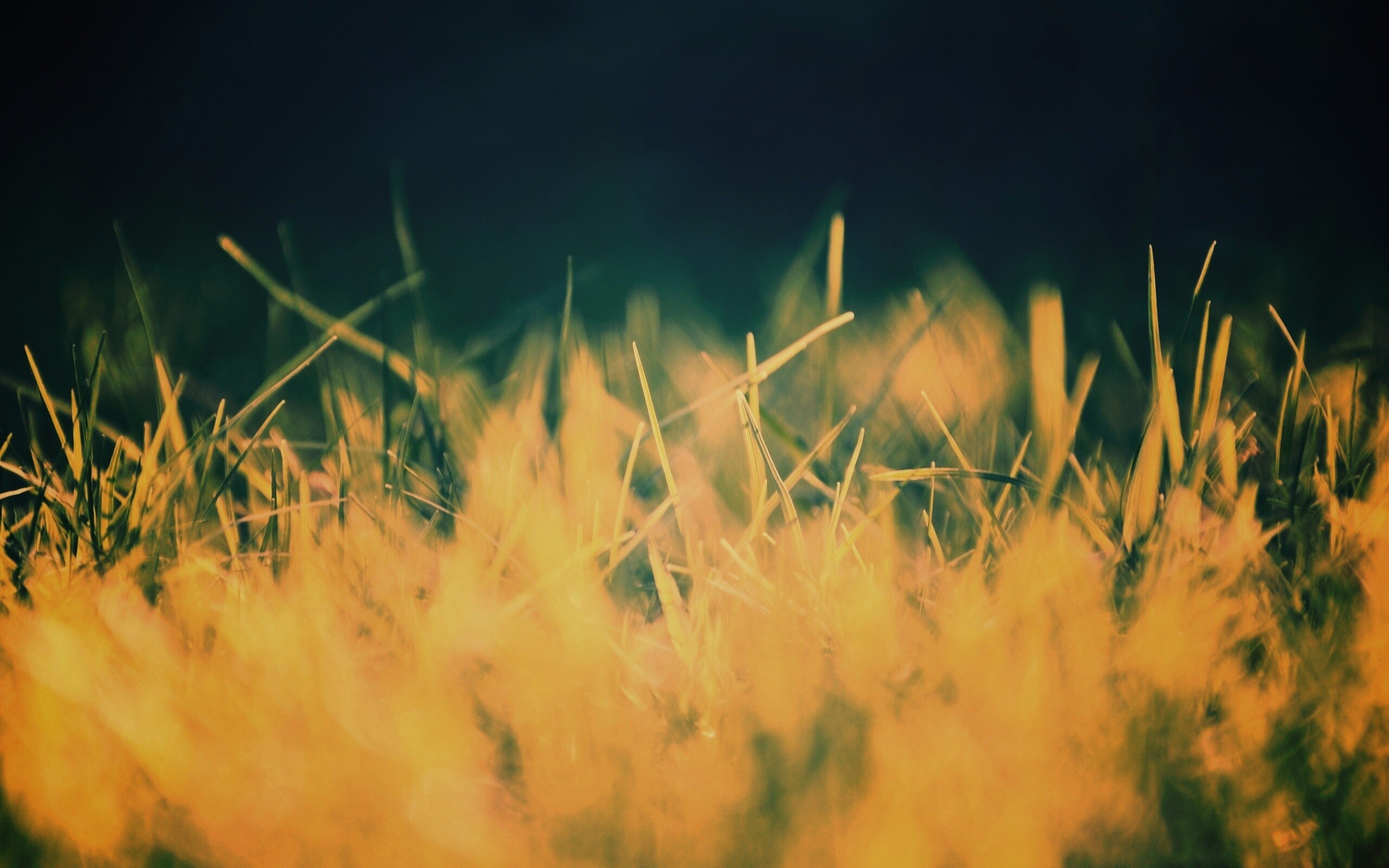 Играя солнечным светом обои