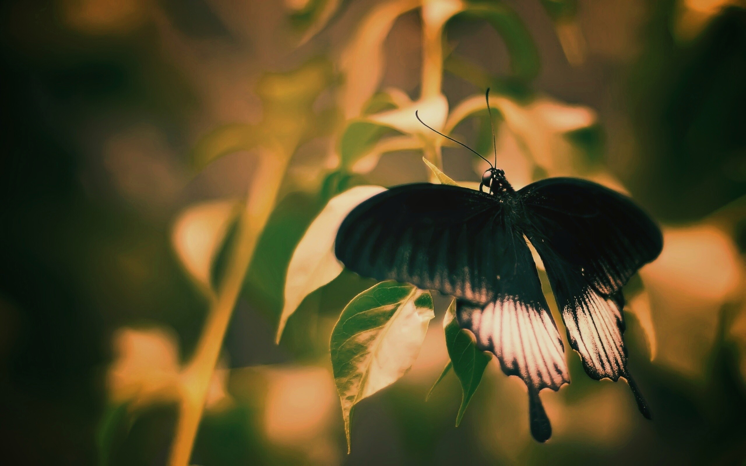 Бабочка с чёрно-белыми крыльями обои