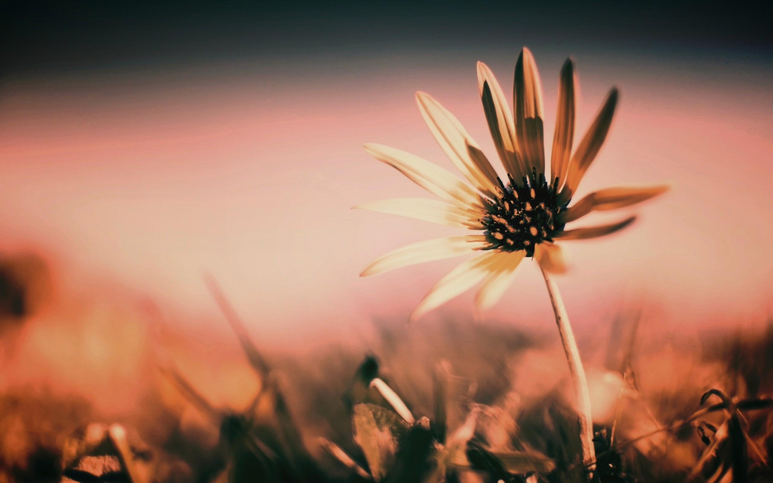 Летний цветок на солнце обои