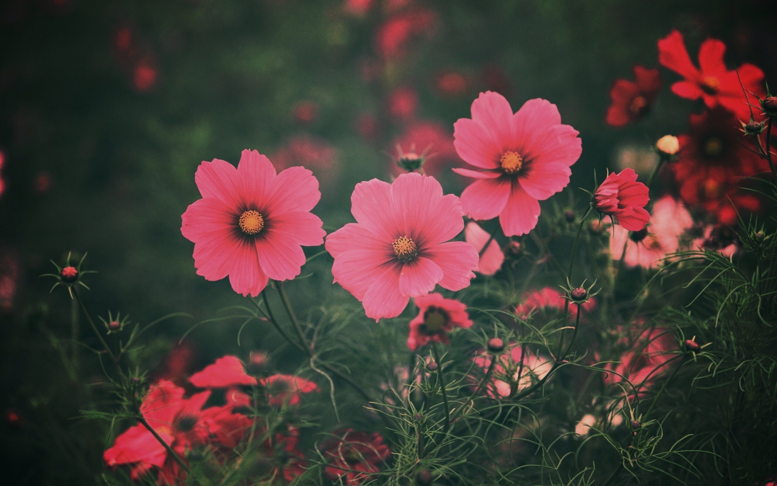 Яркие розовые цветы обои