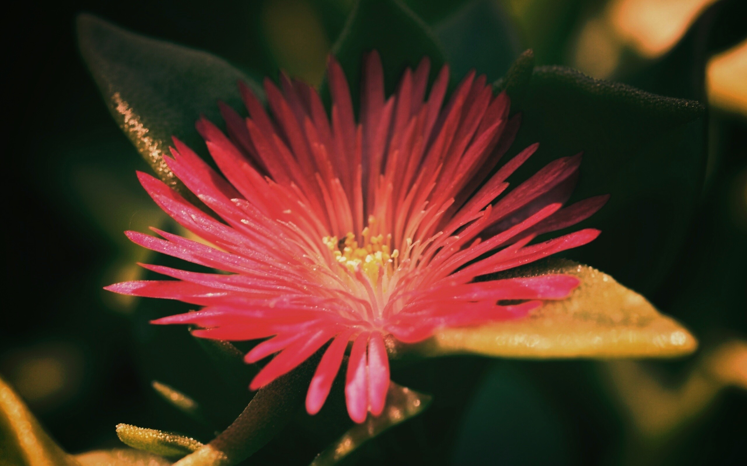 Чудесный цветок обои