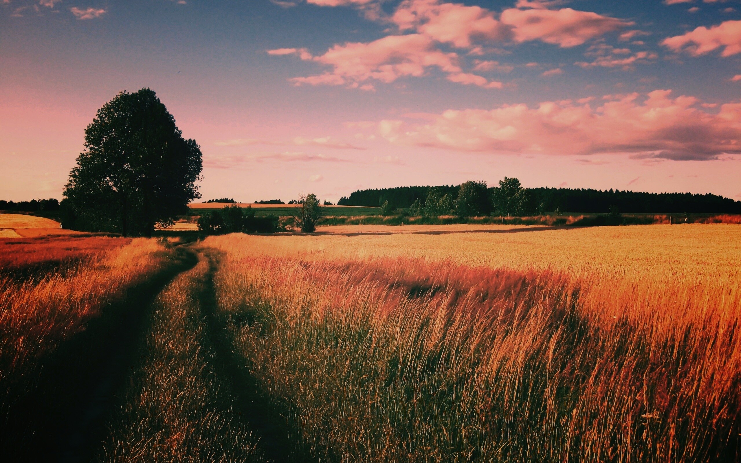 Колея в поле обои