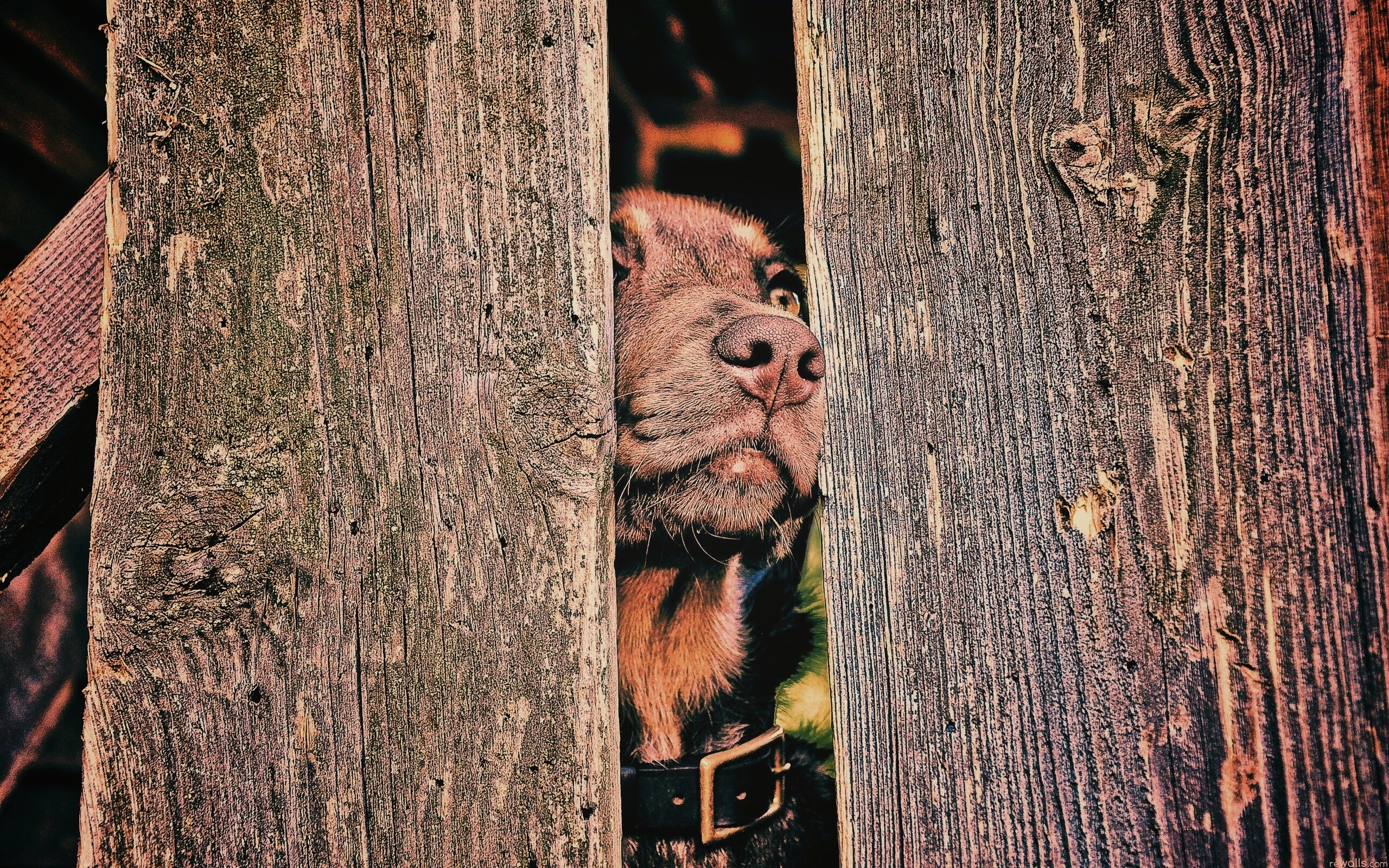 Собака выглядывает из-за забора обои
