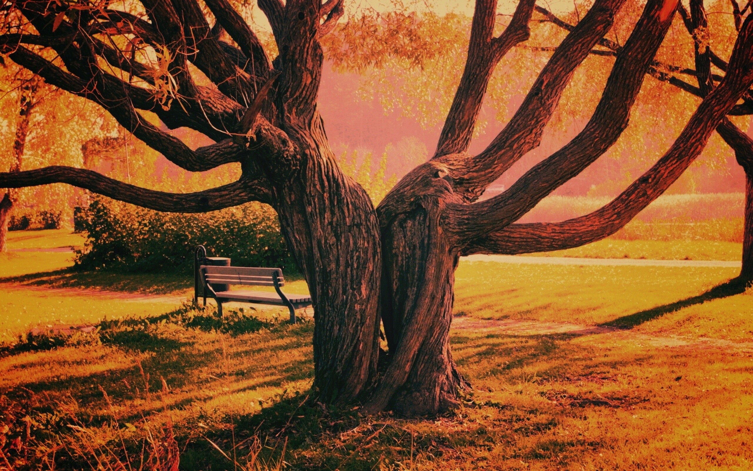 Старые сросшиеся деревья обои