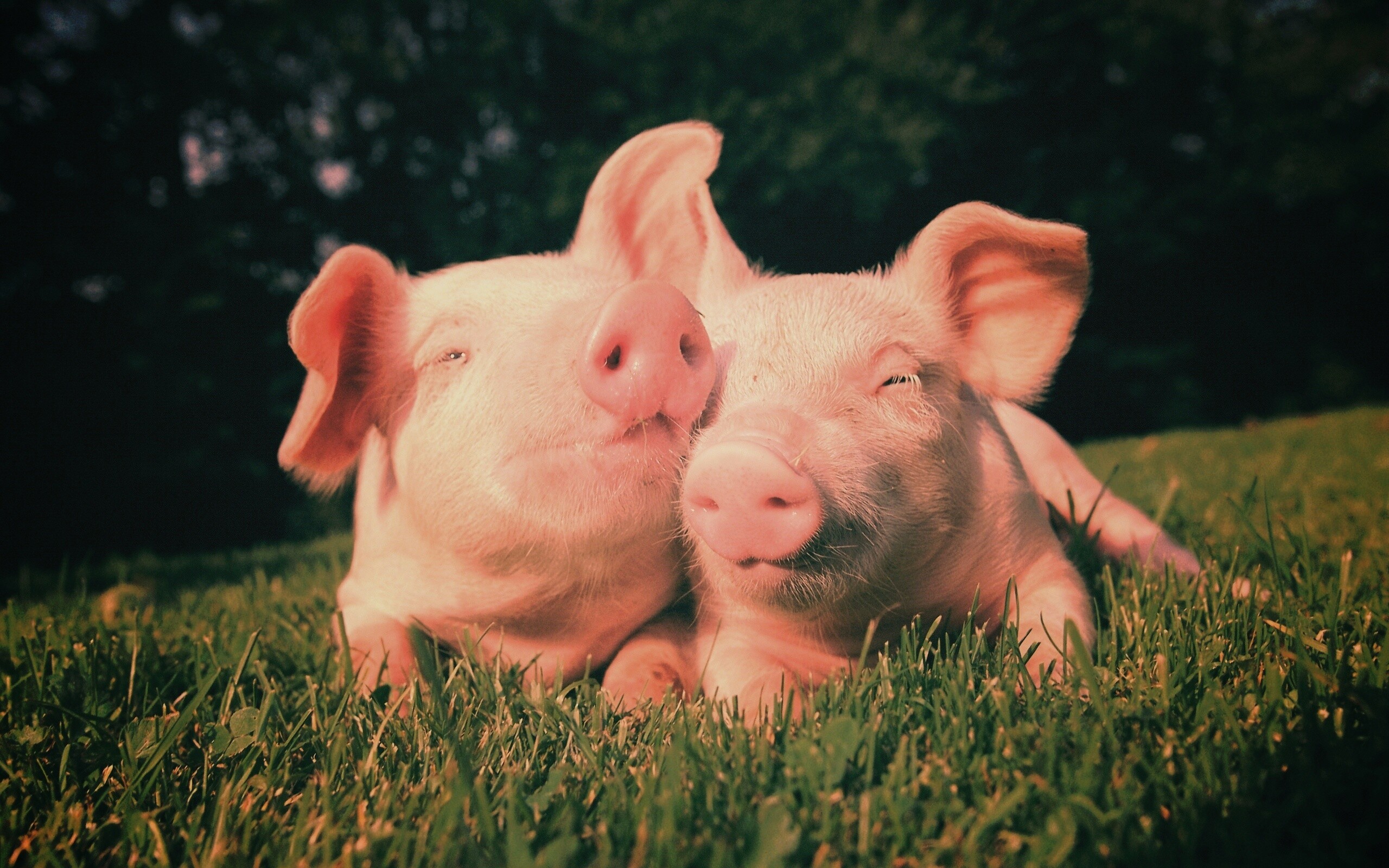 Два поросёнка обои