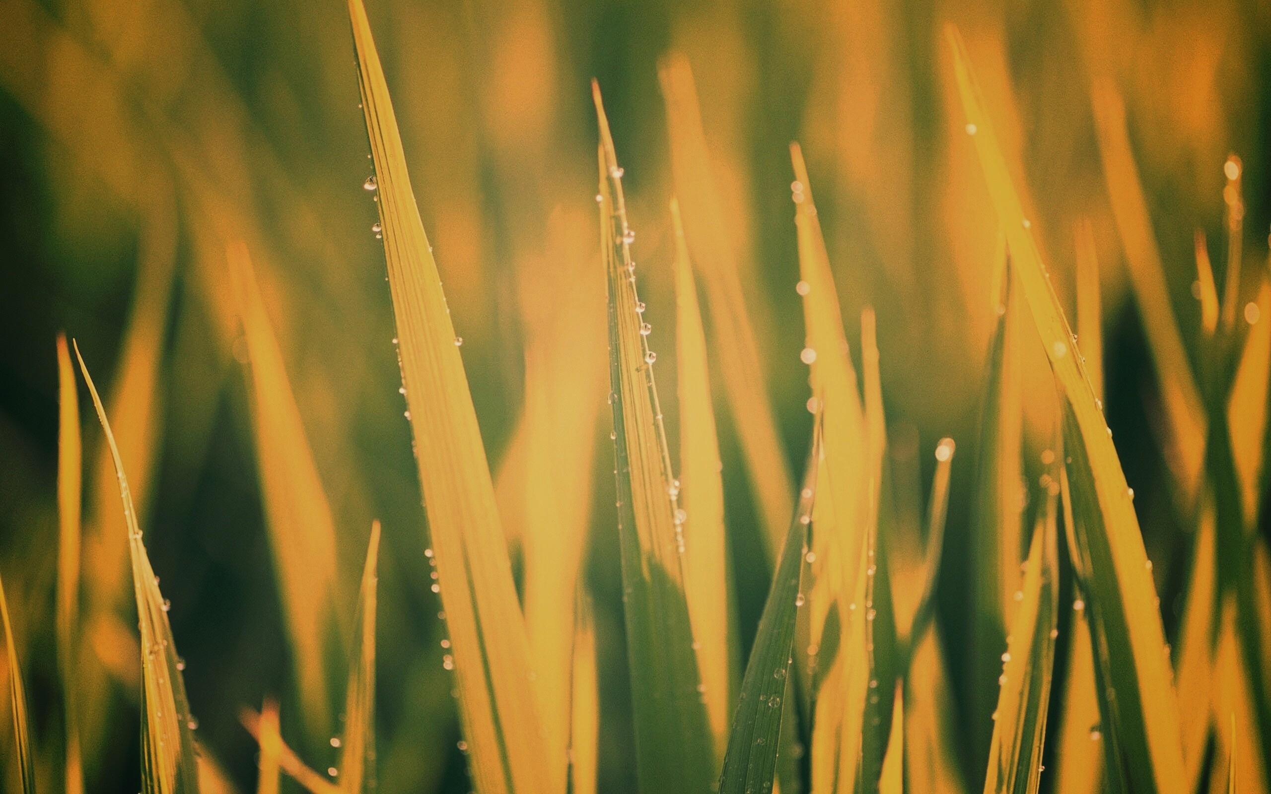 Яркая зеленая трава обои