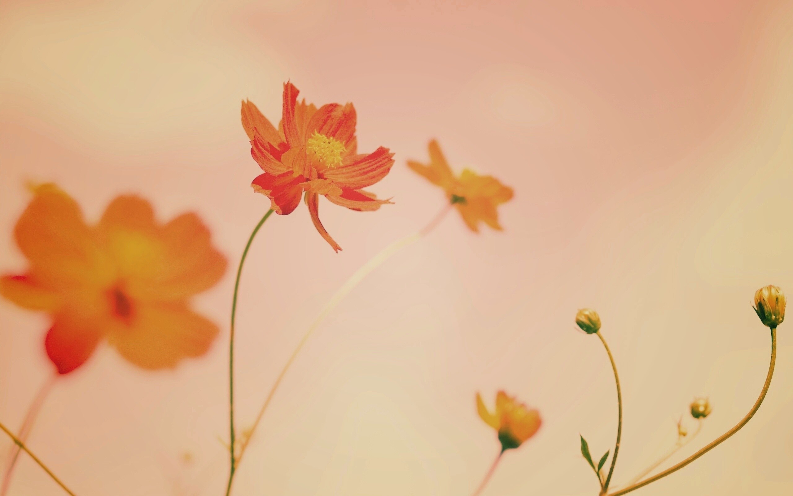 Летние цветы на фоне неба обои