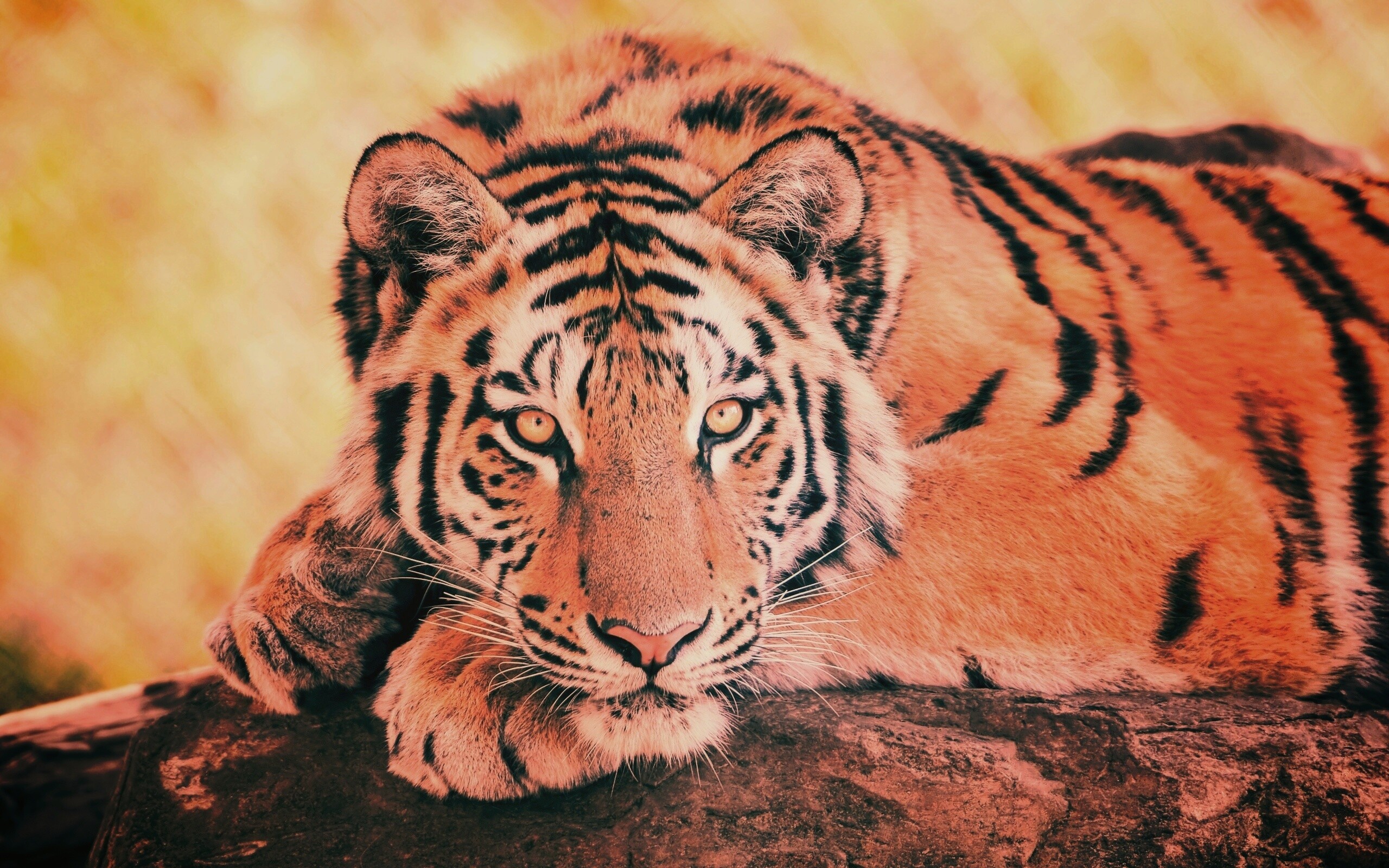 Большая полосатая кошка обои