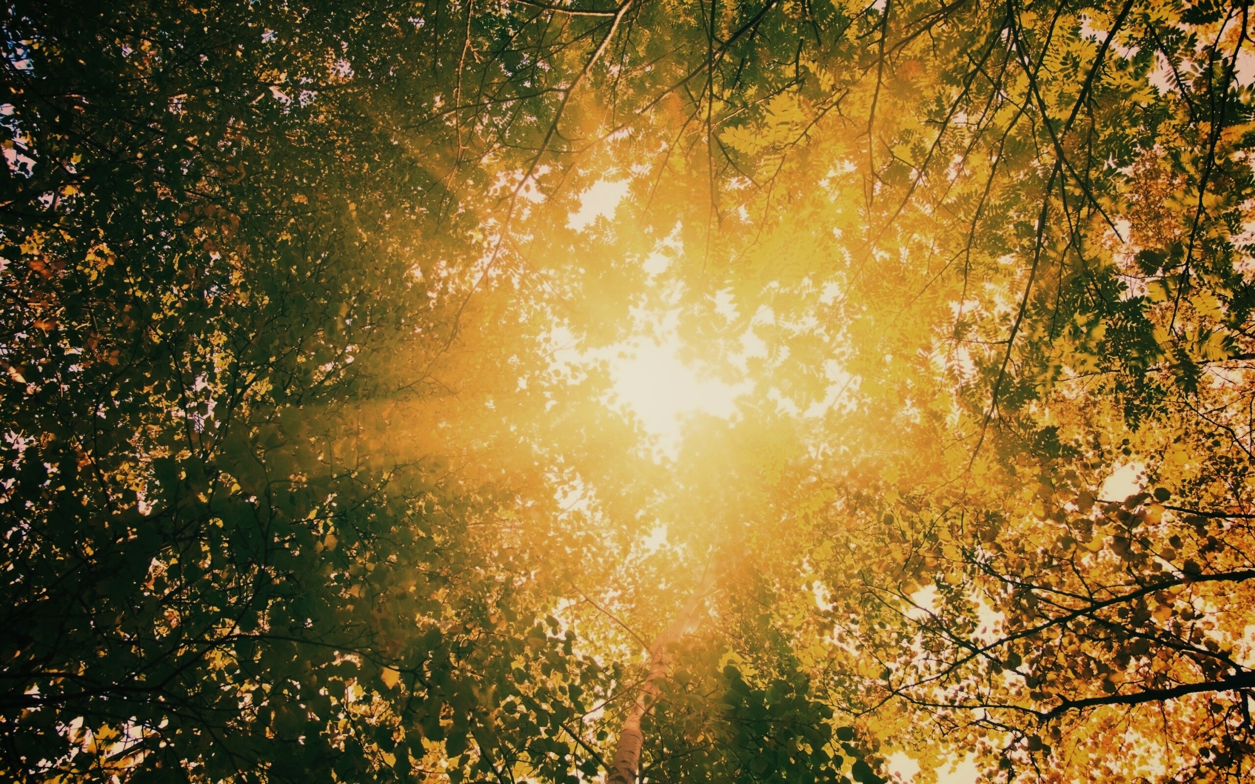 Яркий зеленоватый свет пробивающийся сквозь листву обои