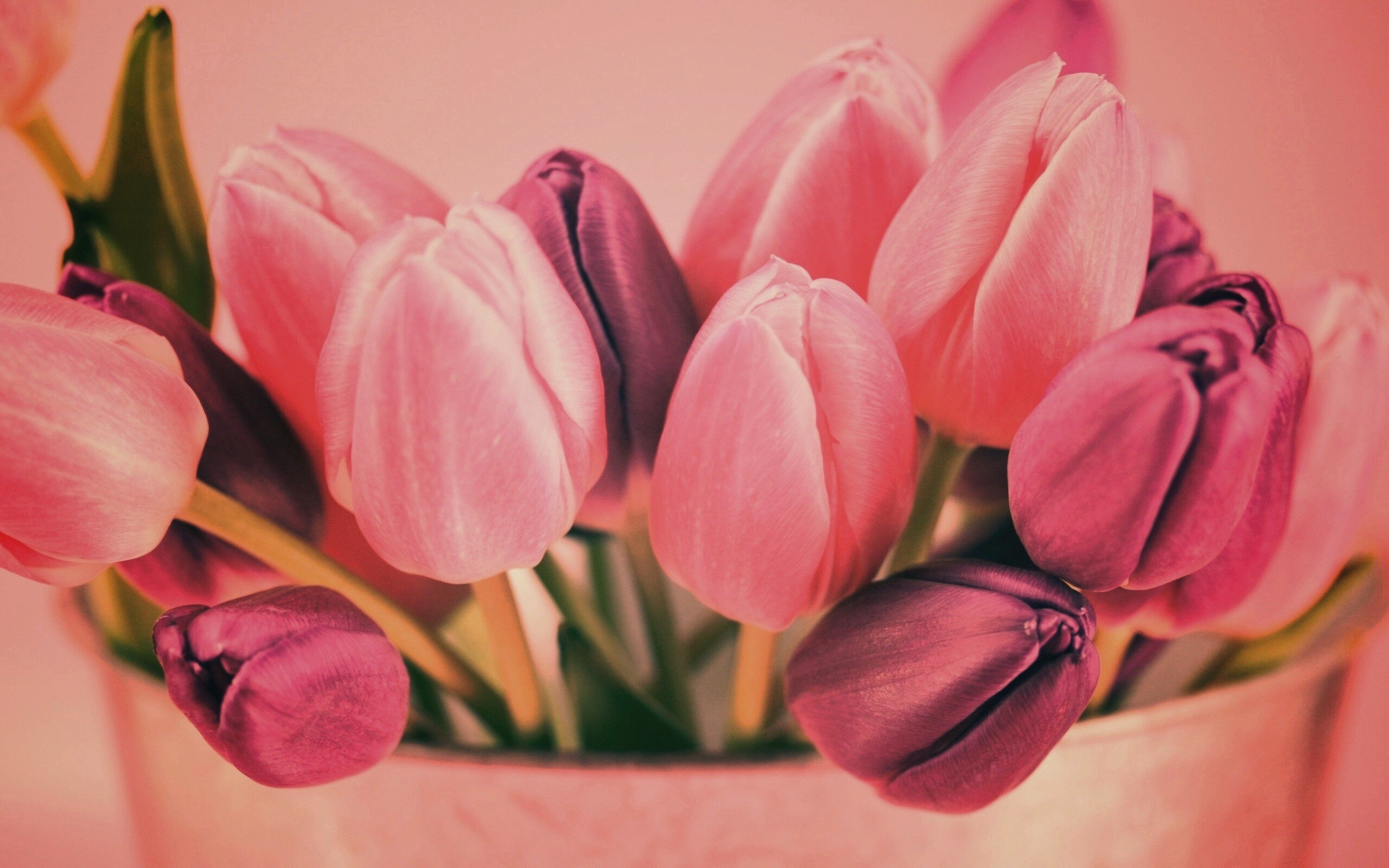 Розовые и фиолетовые тюльпаны обои