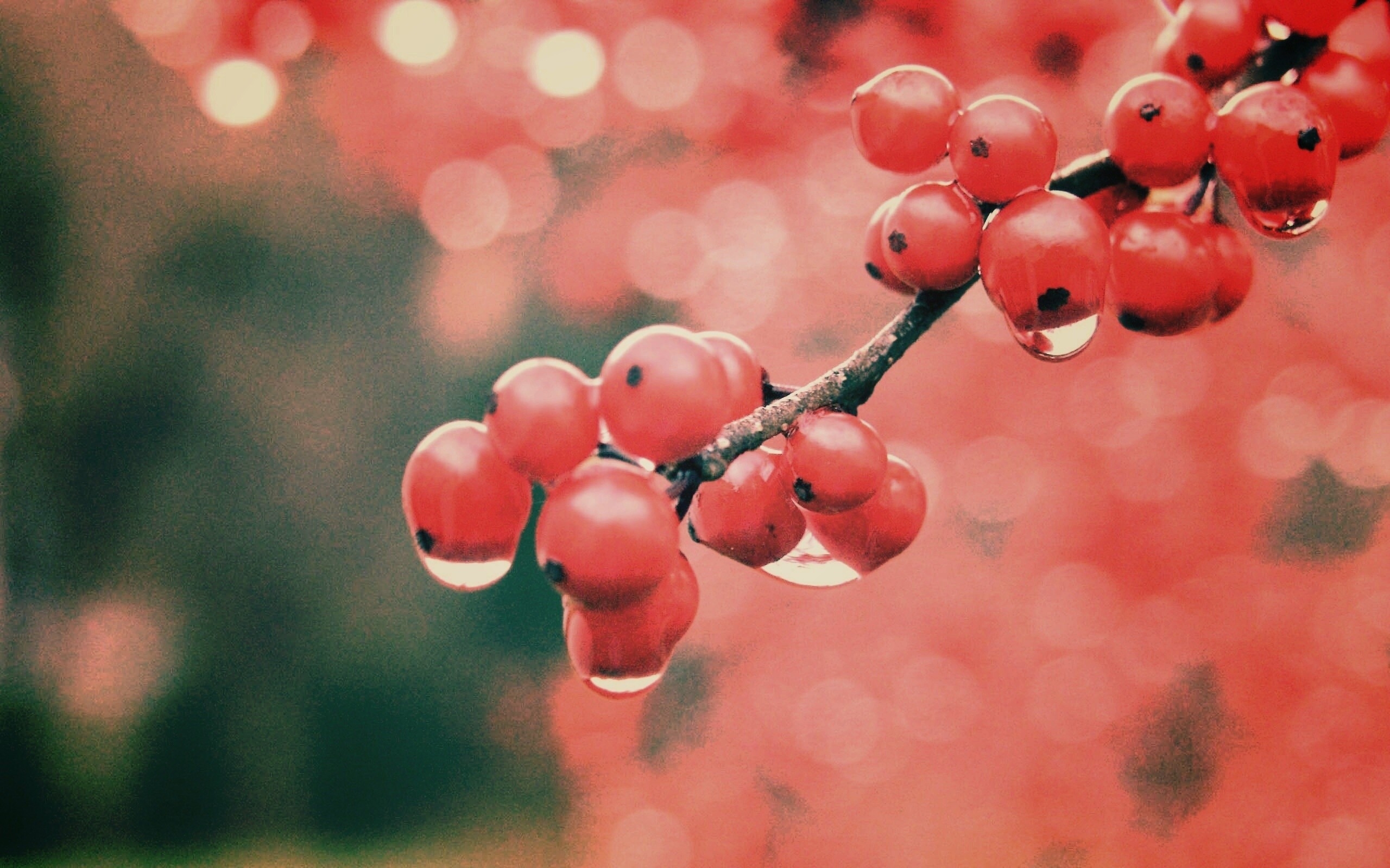 Капли росы на ягодах рябины обои