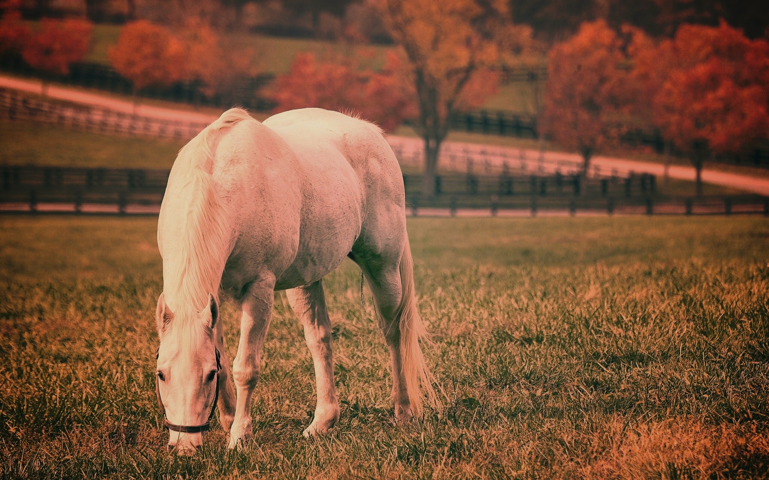 Красивая белая лошадь обои